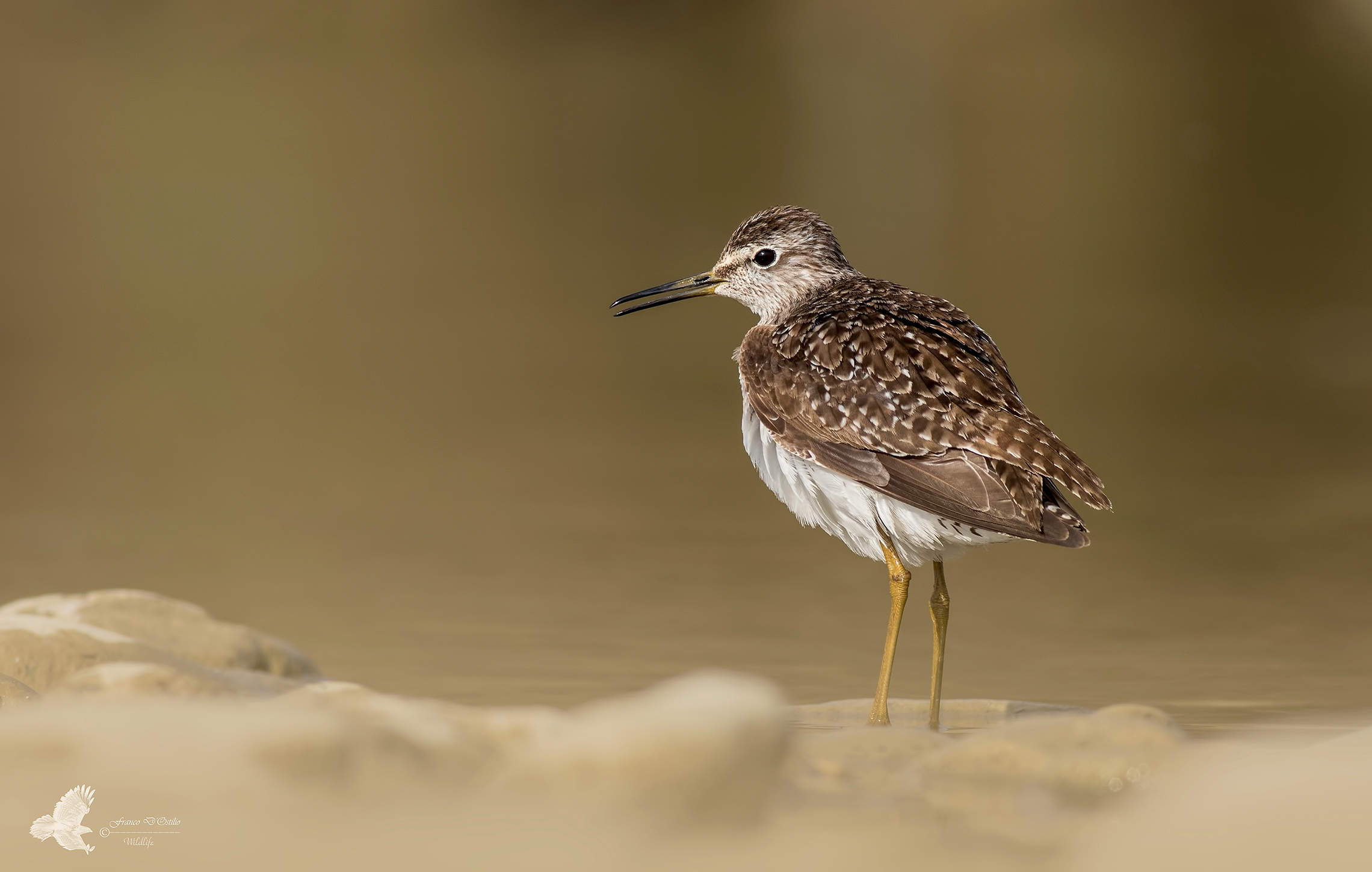 Piro piro boschereccio