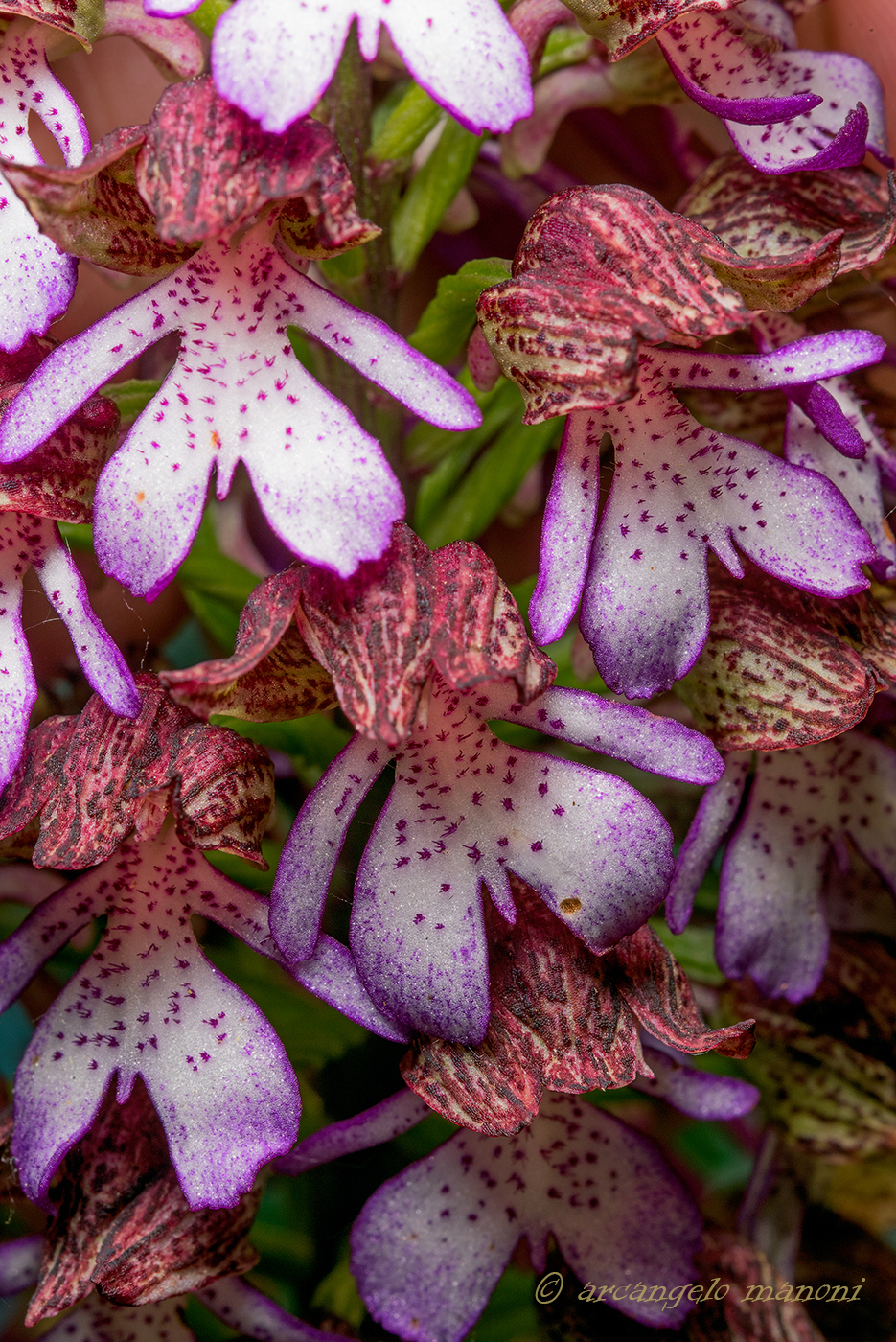 Orchis purpurea