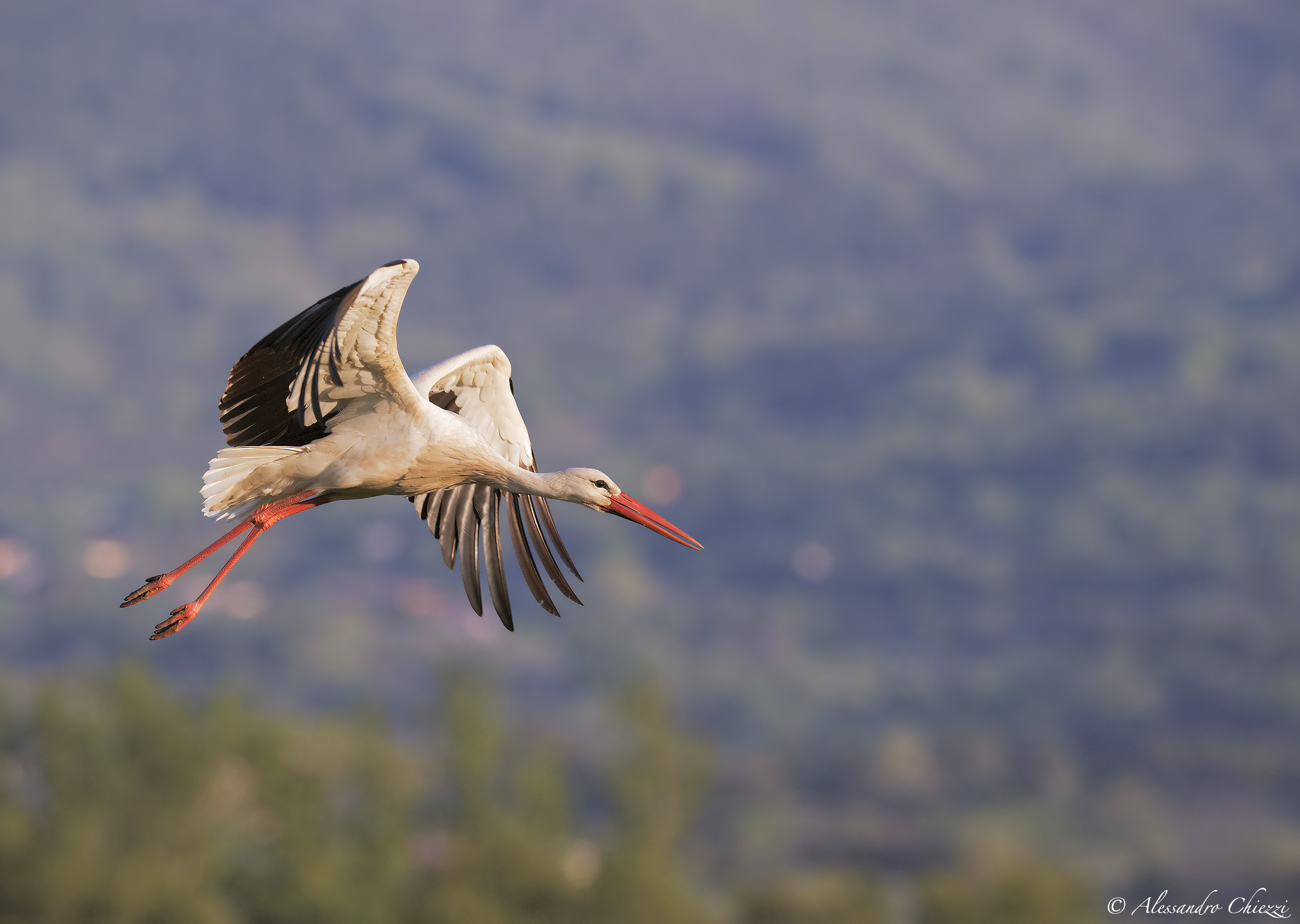 Il volo della cicogna