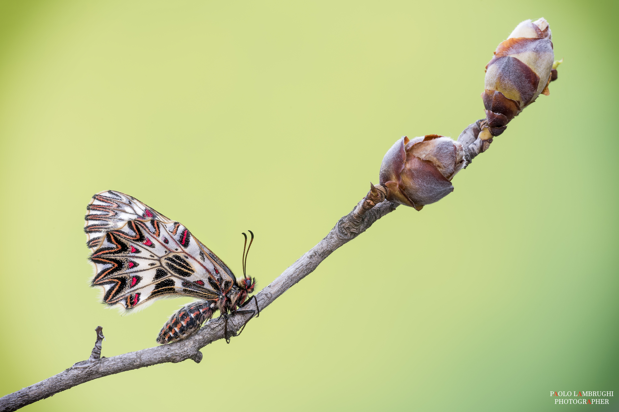 Zerynthia cassandra polyxena