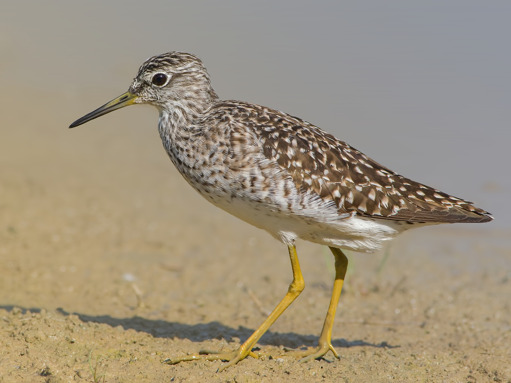 Wood Sandpiper
