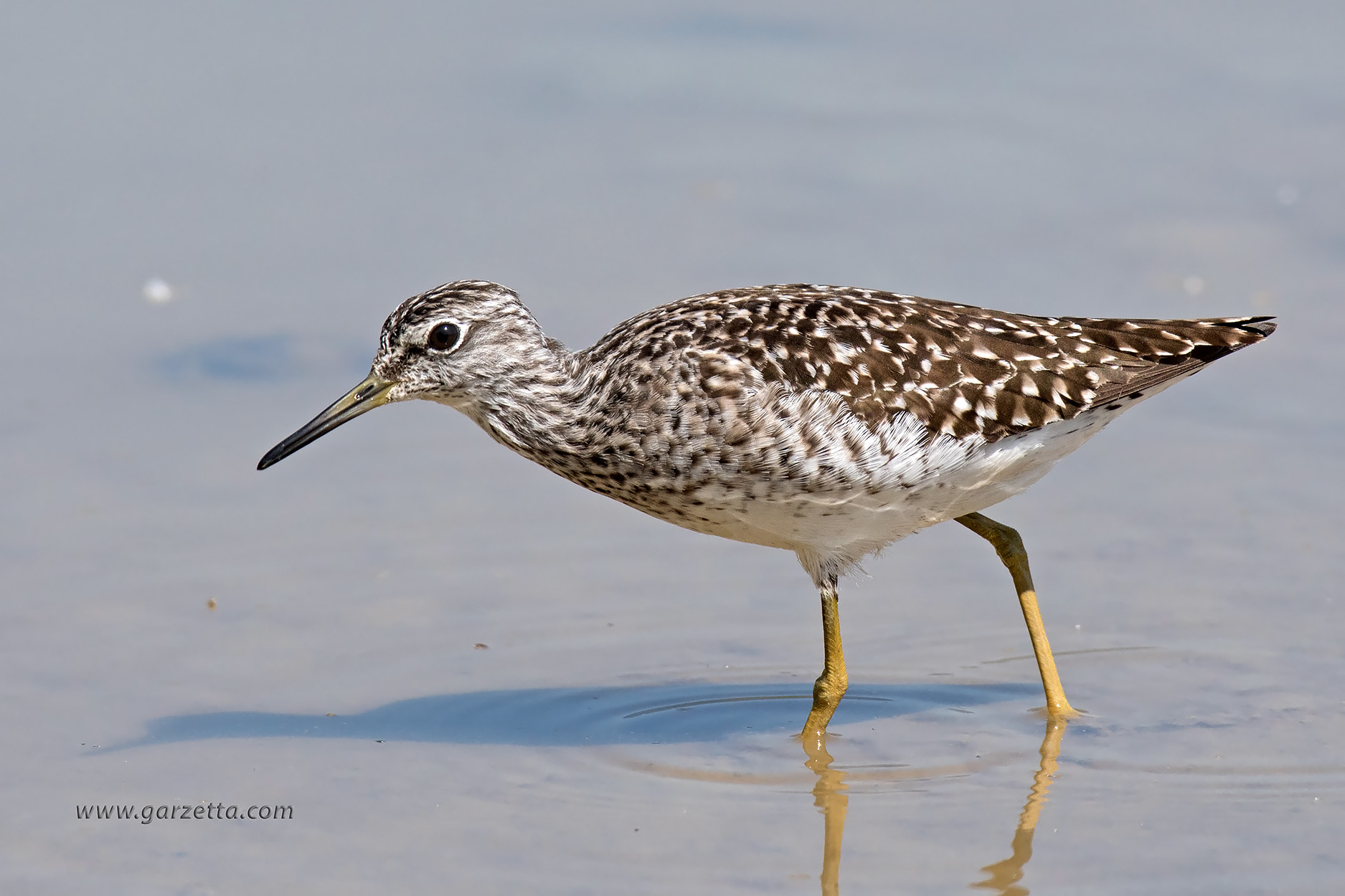 Wood Sandpiper