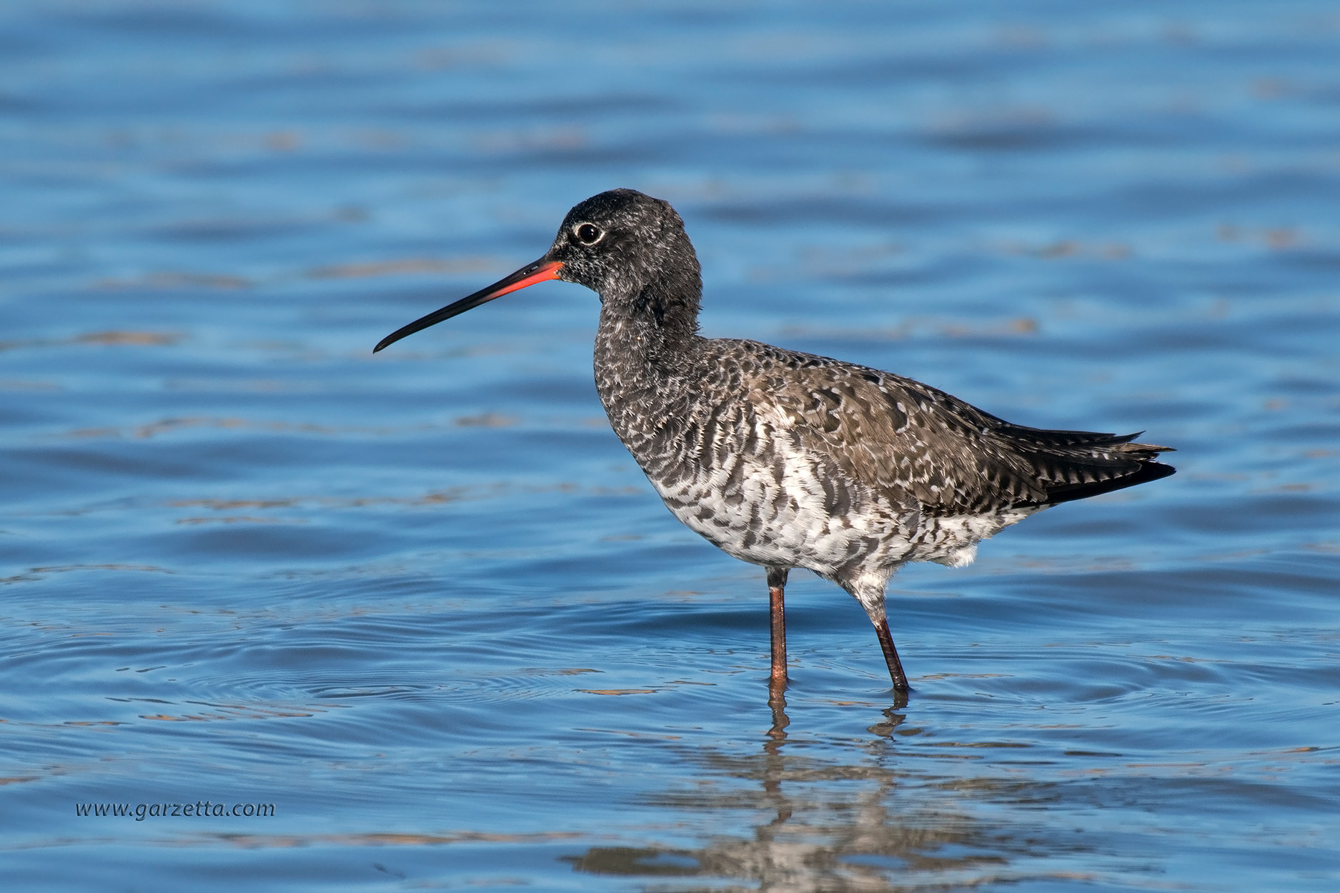 Spotted Redshank