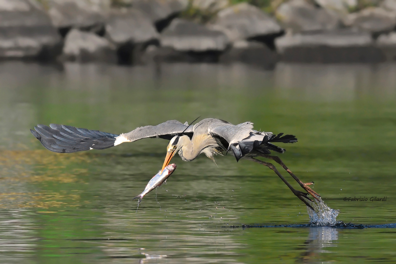 Gray Heron (Ardea cinerea)