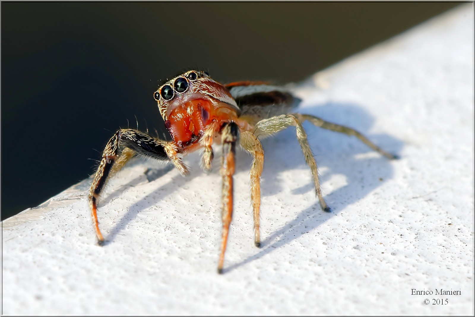 Jumping spider