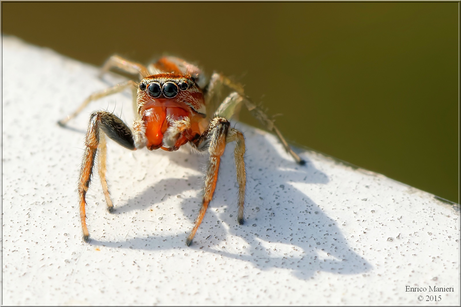 Jumping spiders