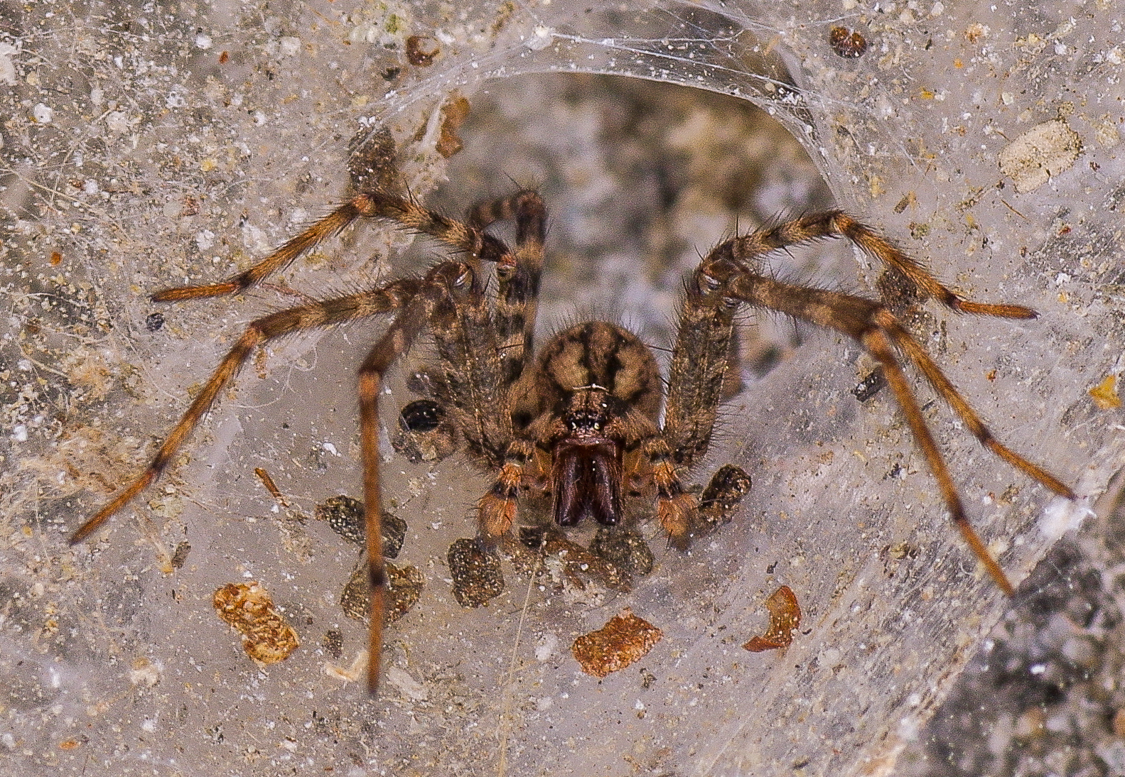 In the spider's lair