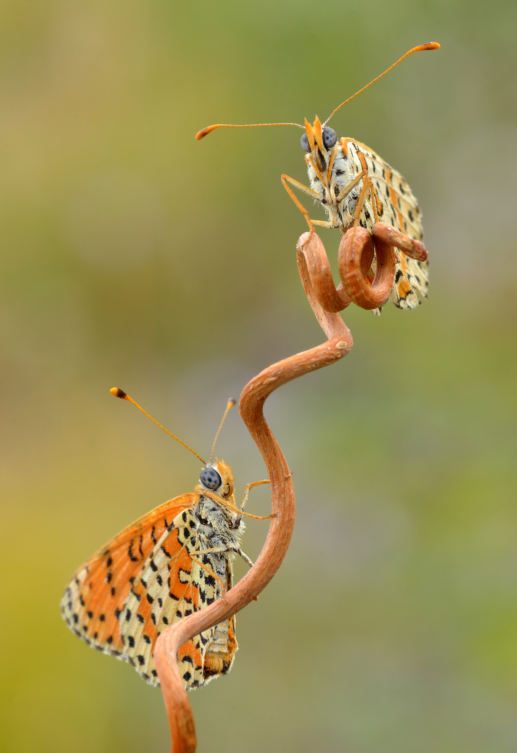 Two is meglio che one