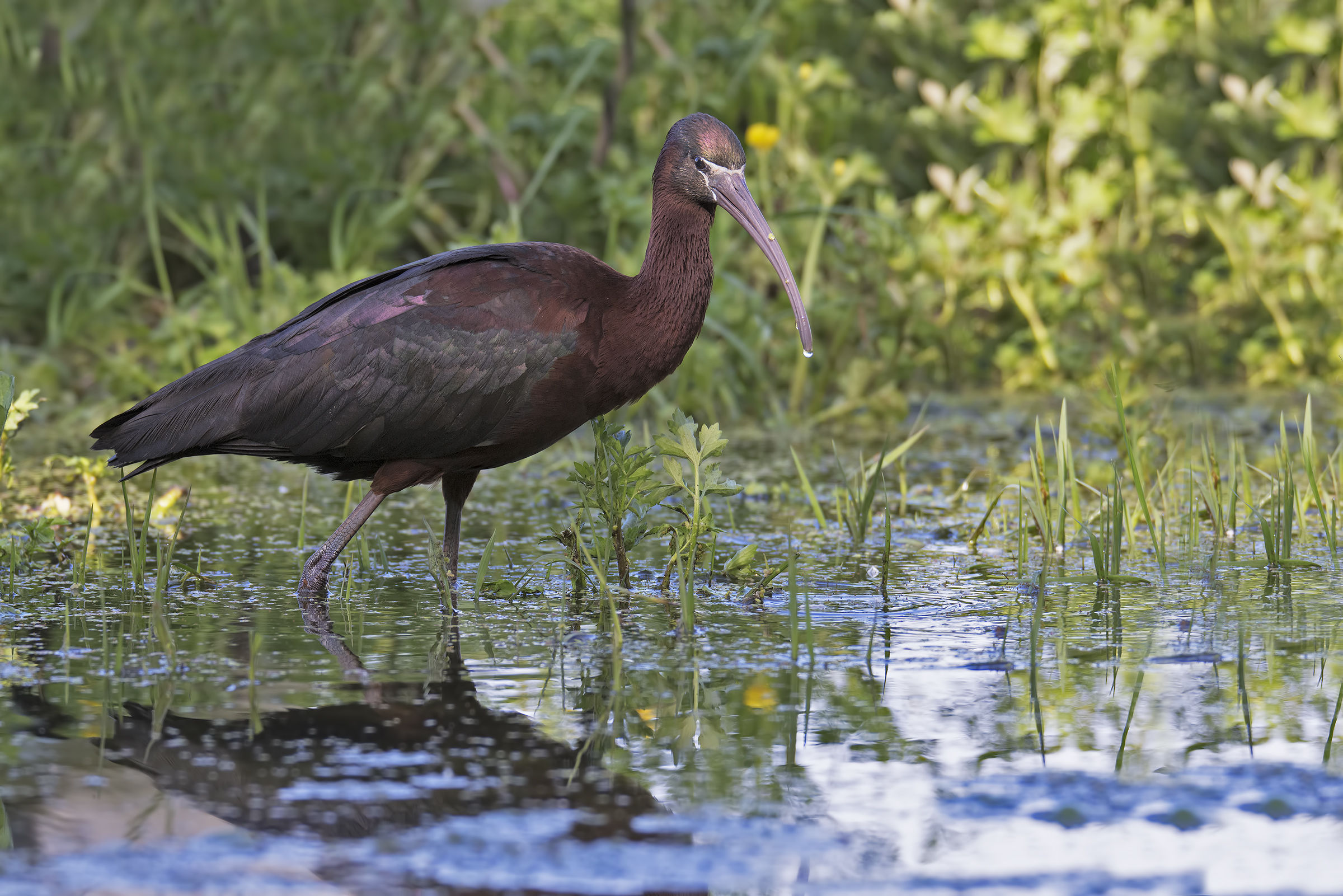 mignattaio (Plegadis falcinellus)