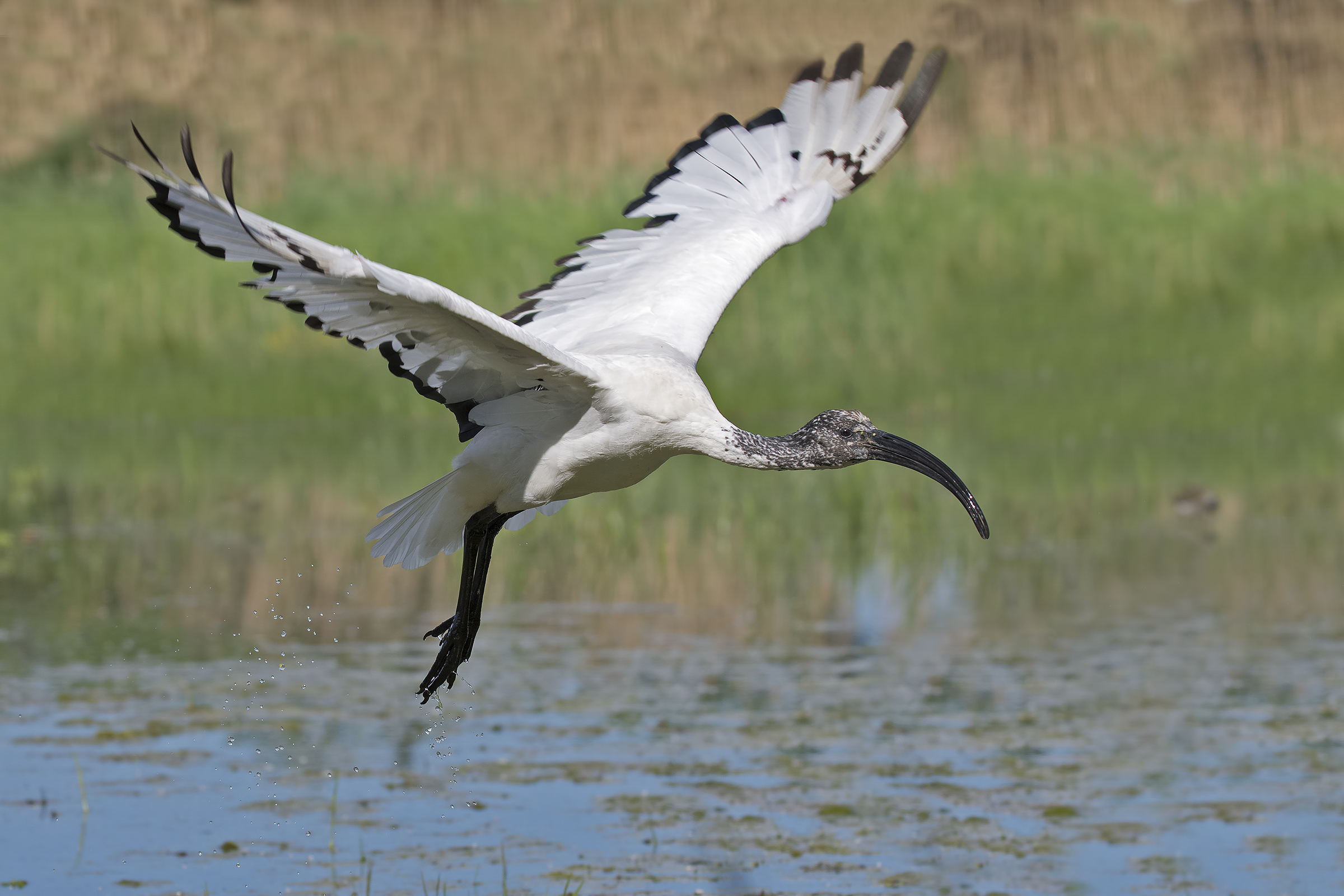 ibis sacro (Threskiornis aethiopicus)