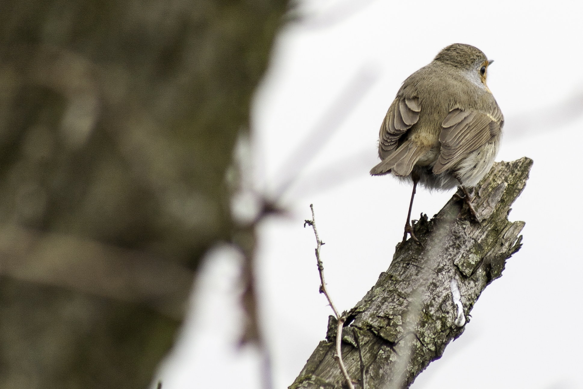 Pettirosso infreddolito