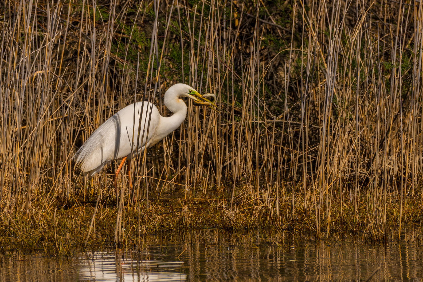 White Heron Maggiore