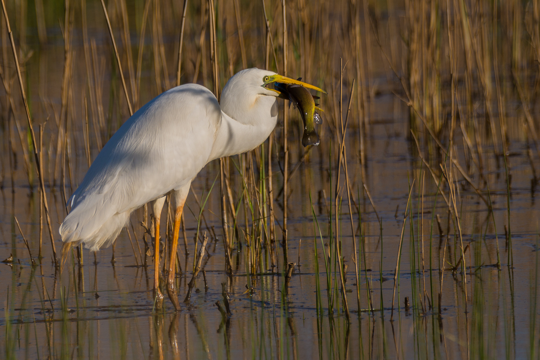 Airone Bianco Maggiore