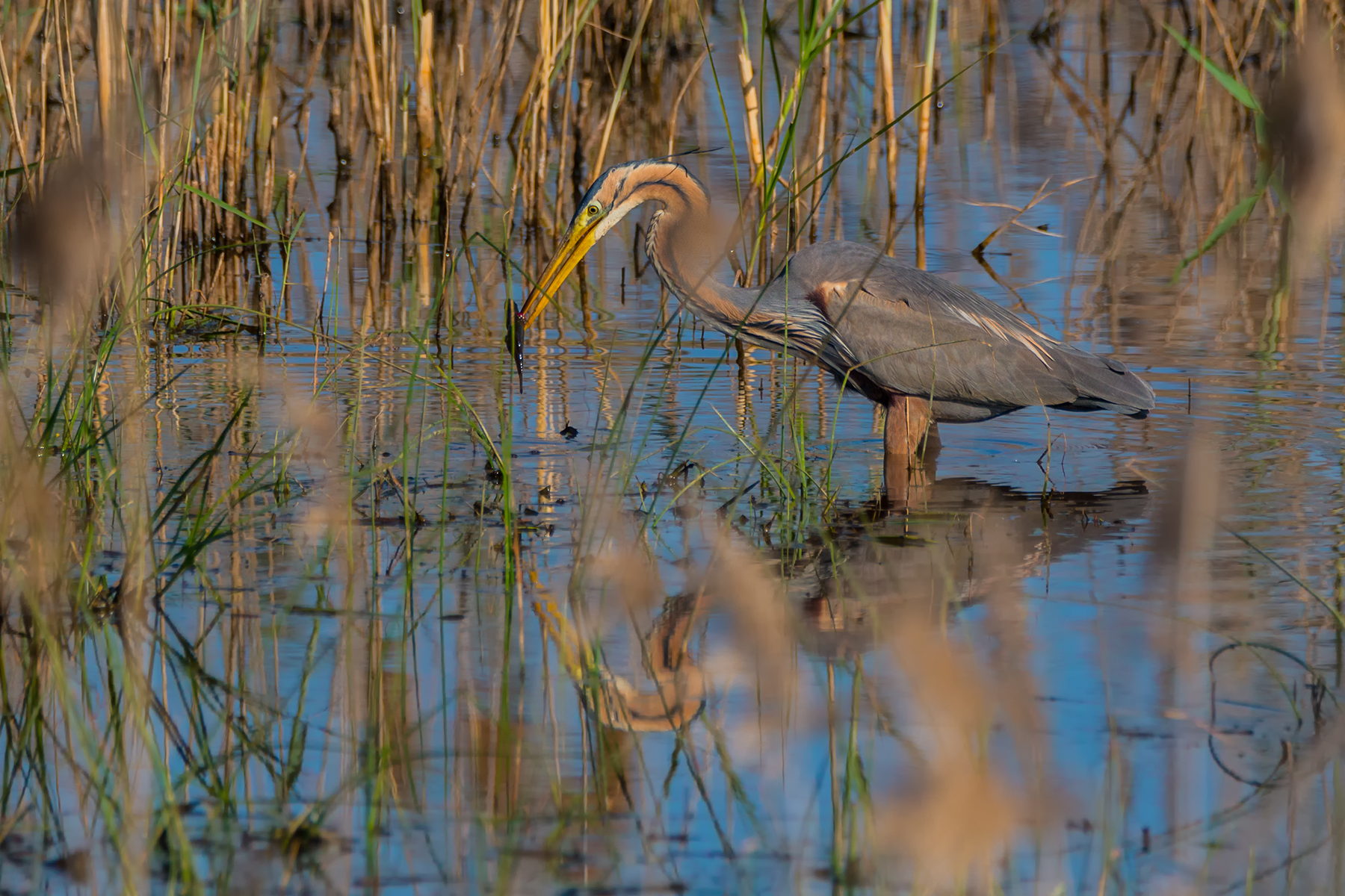 Purple Heron
