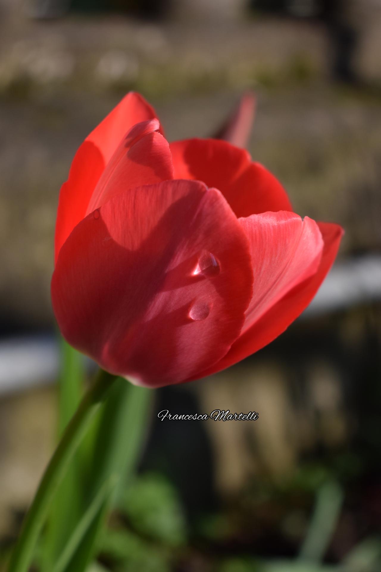 Red tulip