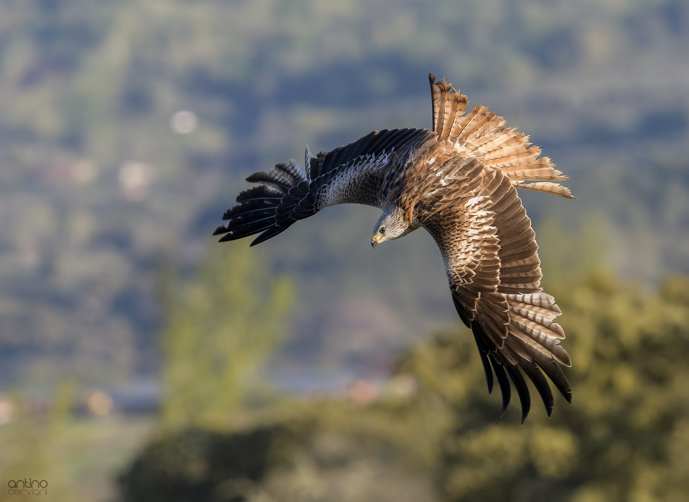 Red Kite