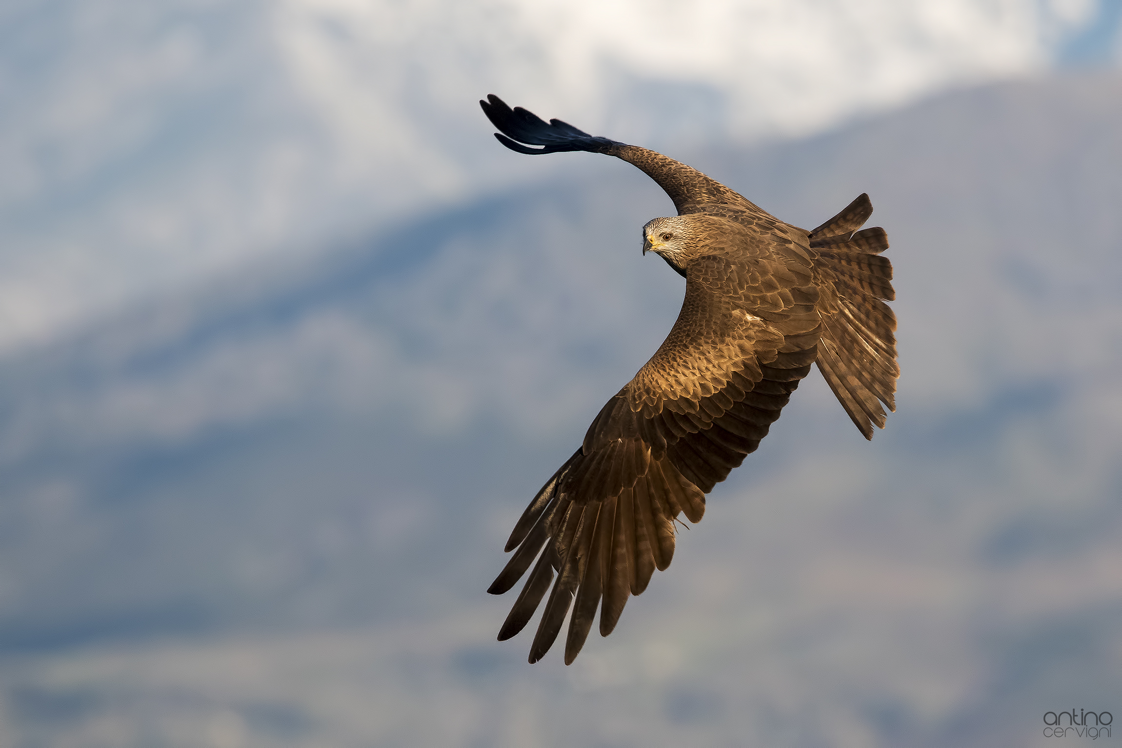 Black Kite