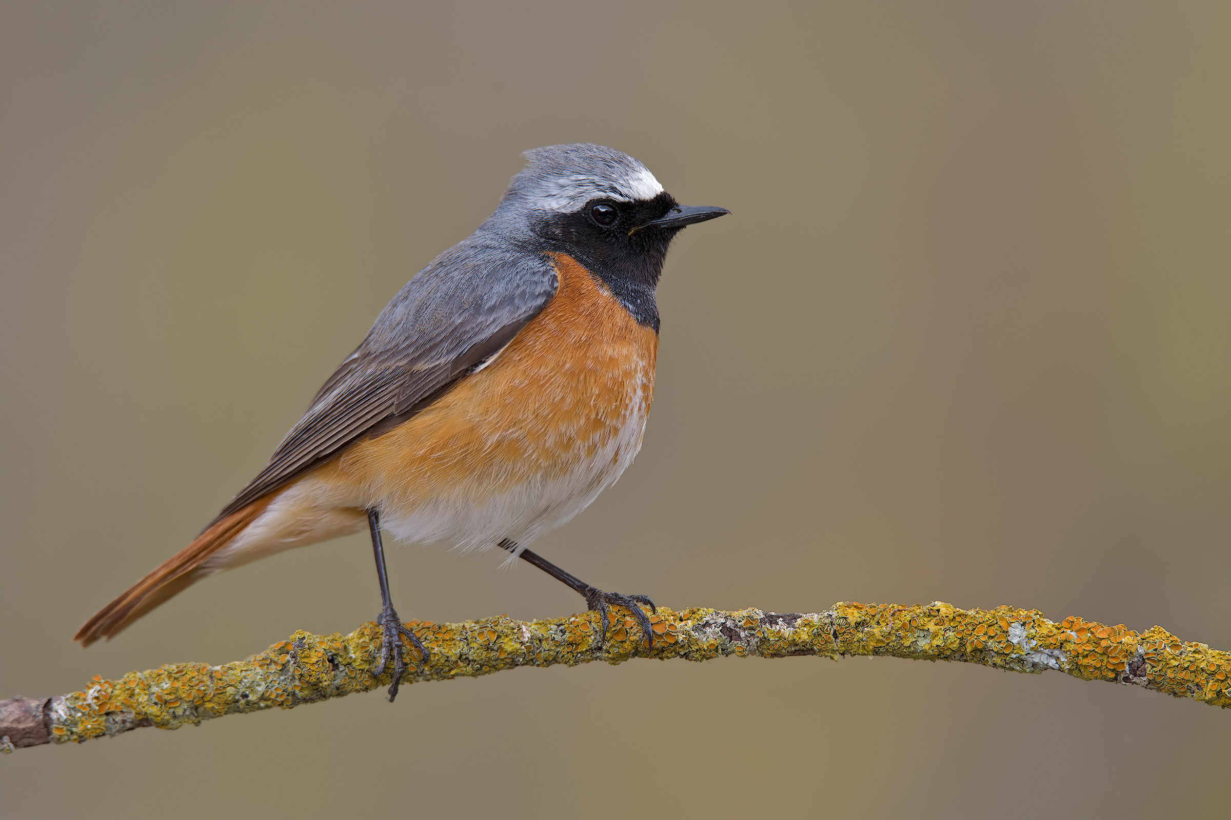 Common redstart