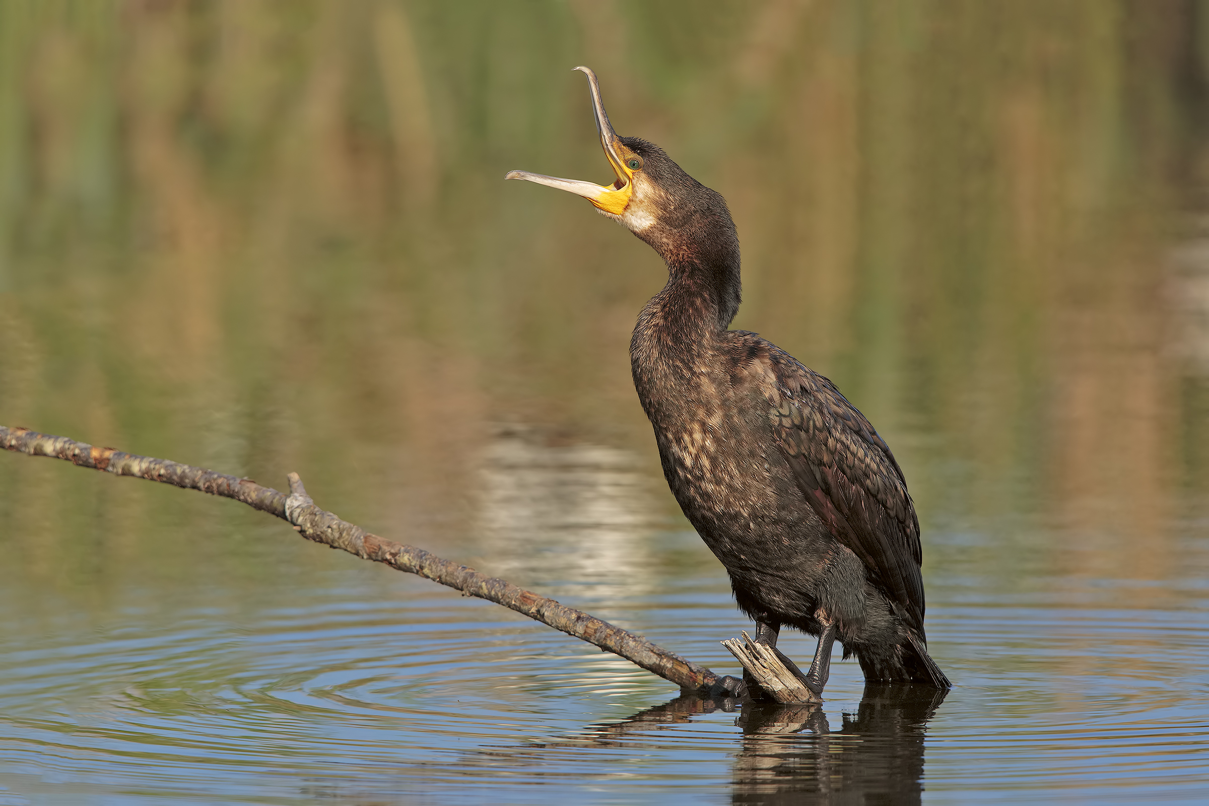 Cormorano