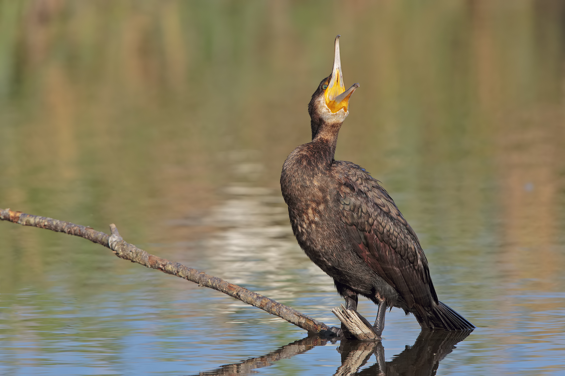 Cormorant
