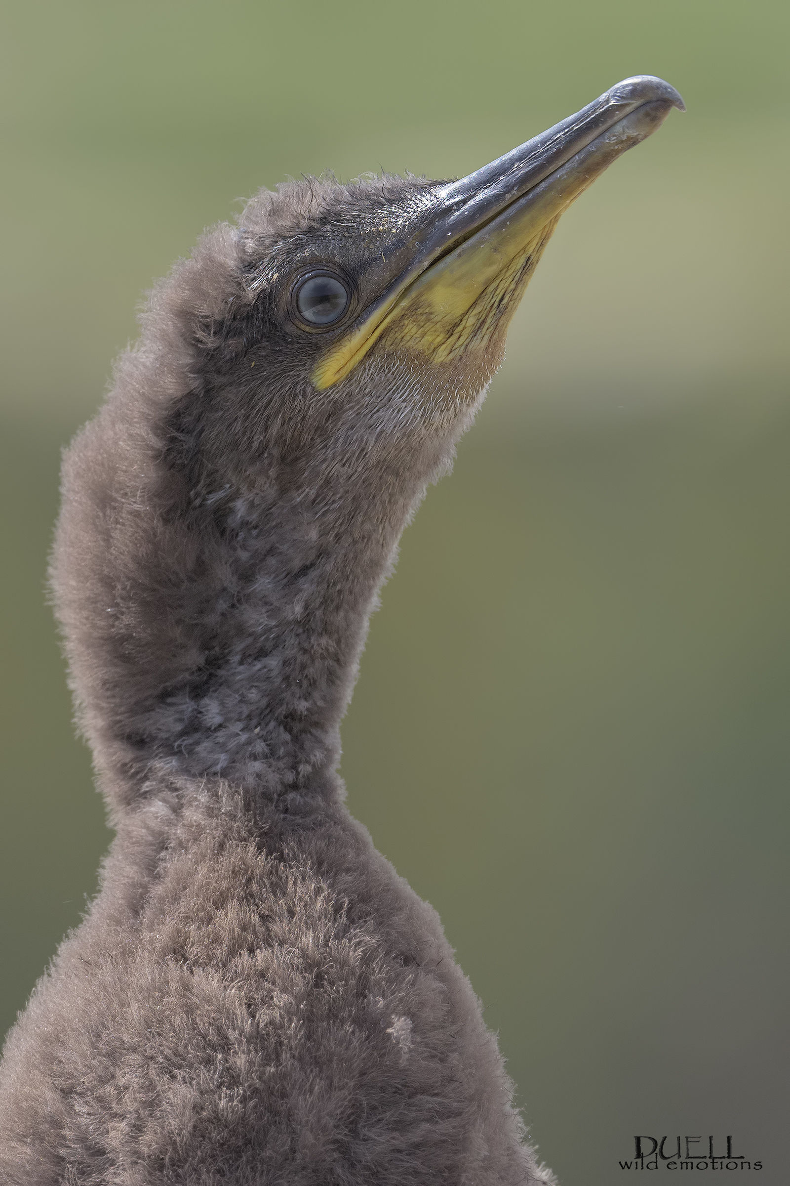 one day I'll have the forelock