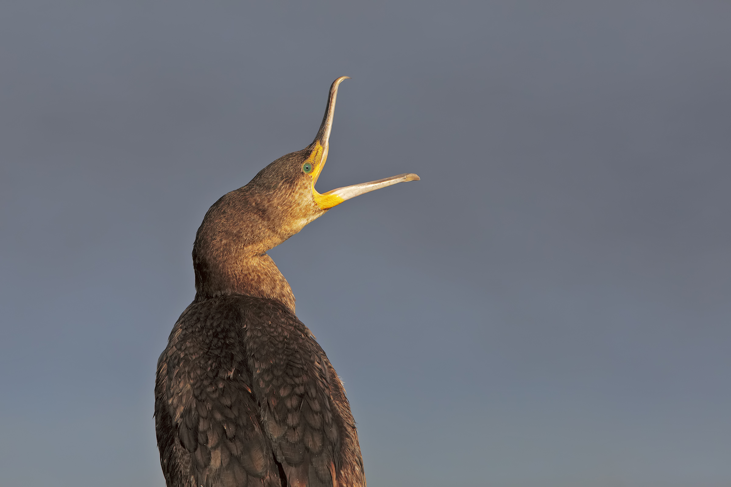 Cormorant