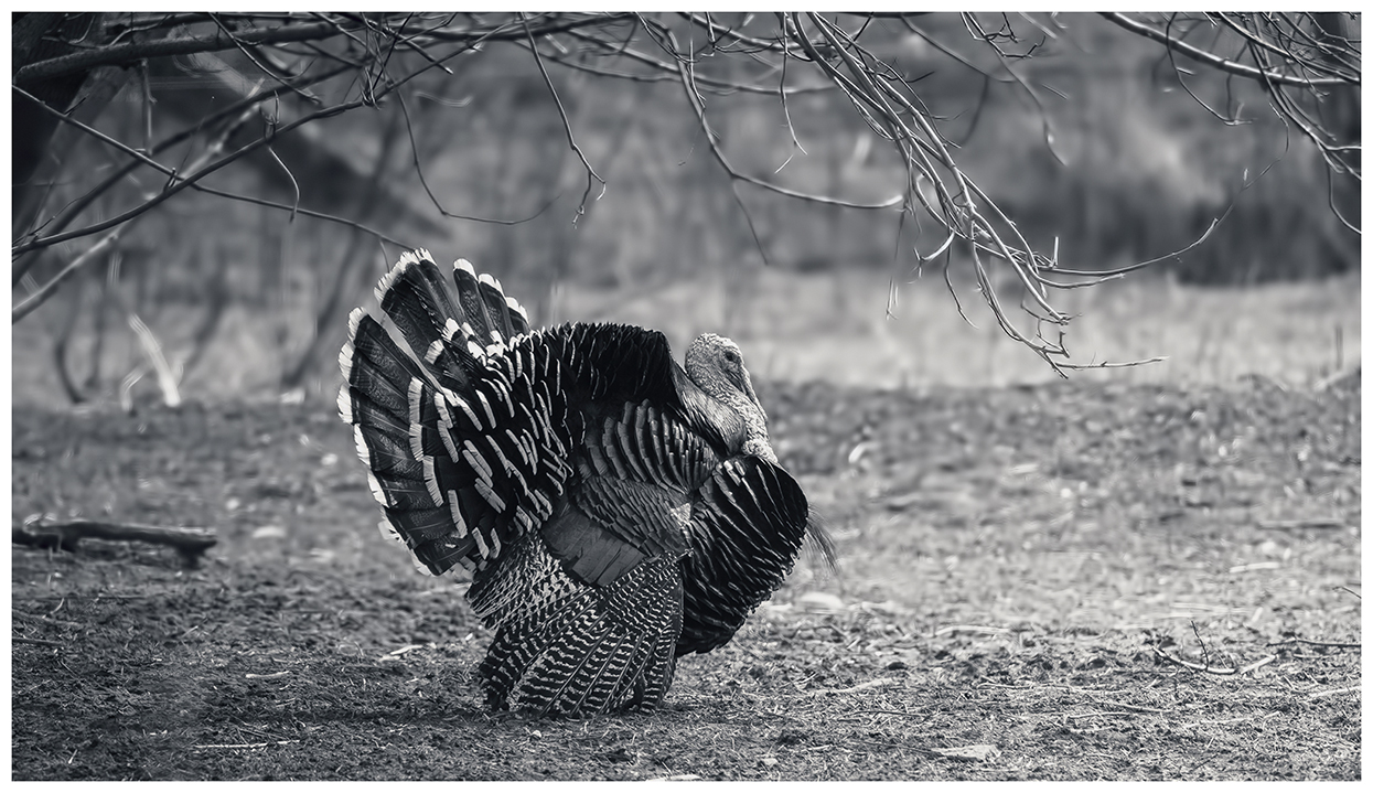 consente di parlare di tacchino.