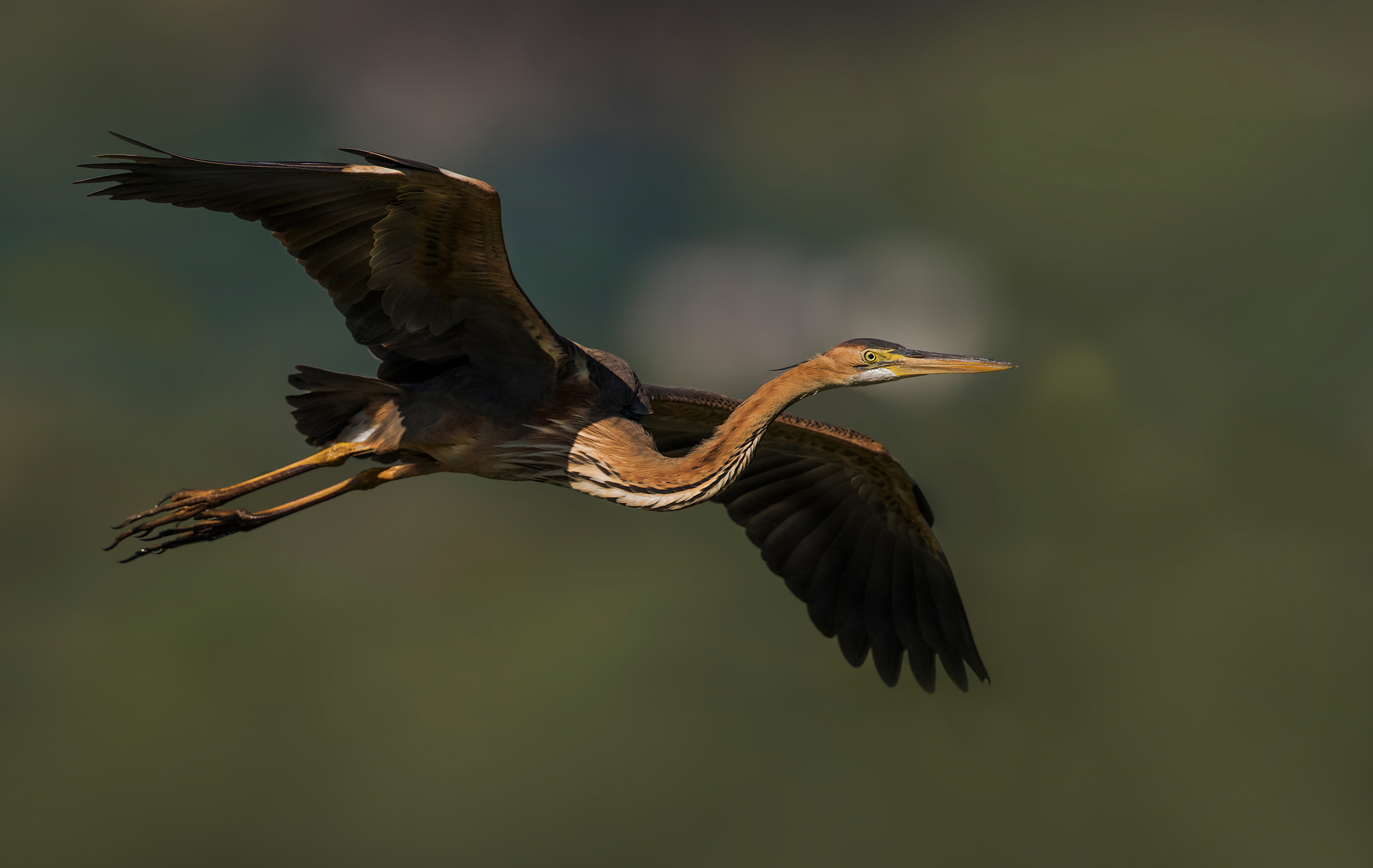 the flight of the red