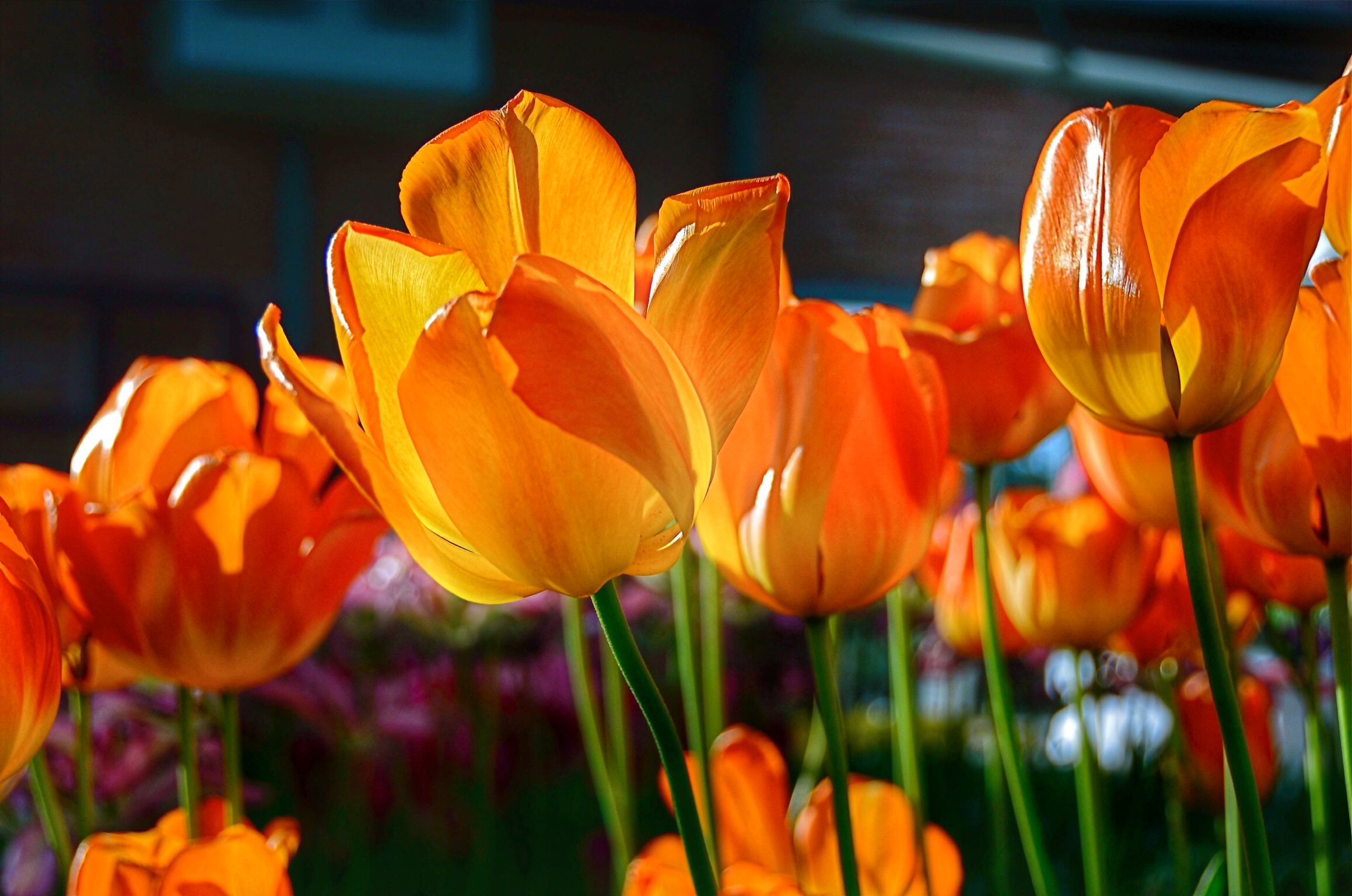 tulipani..che passion!