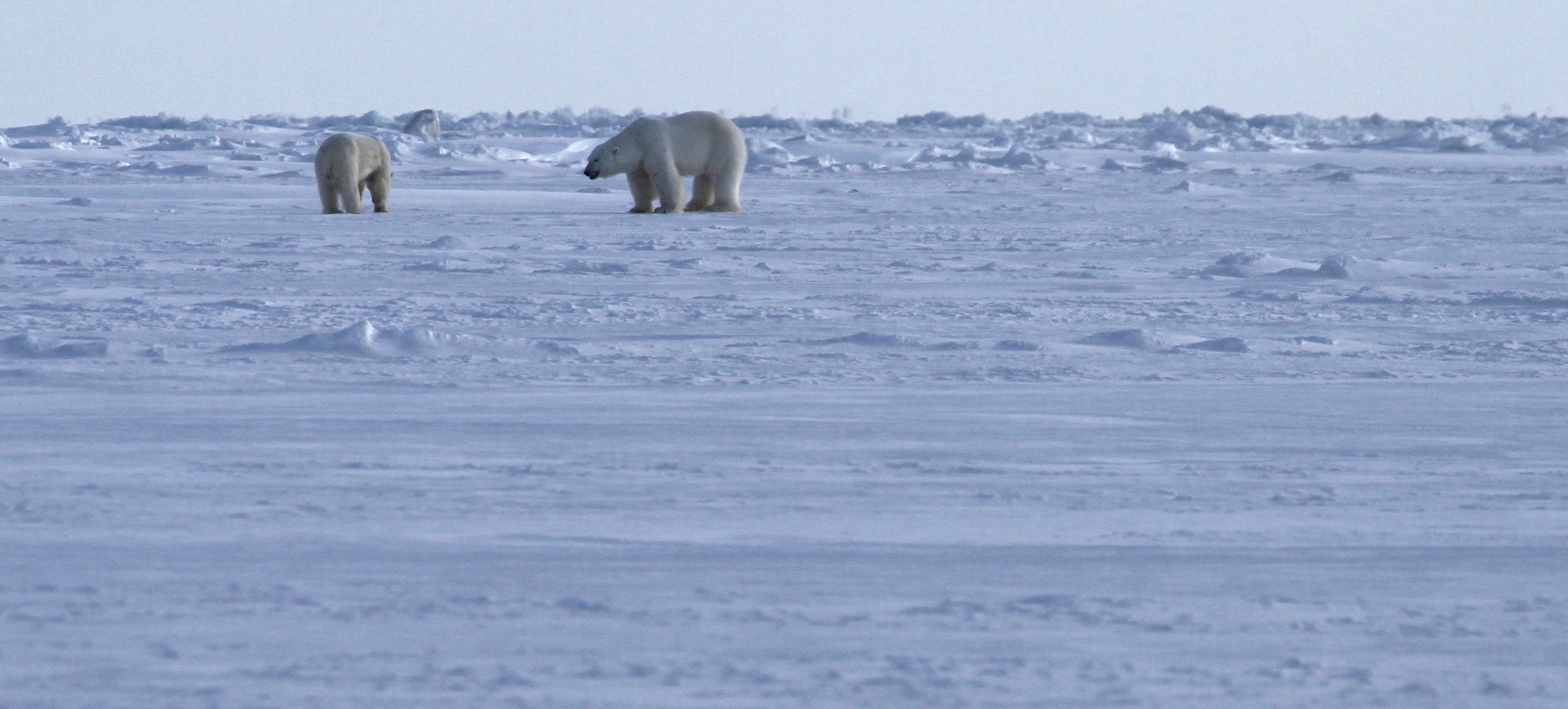 Polar bear, Svalbard