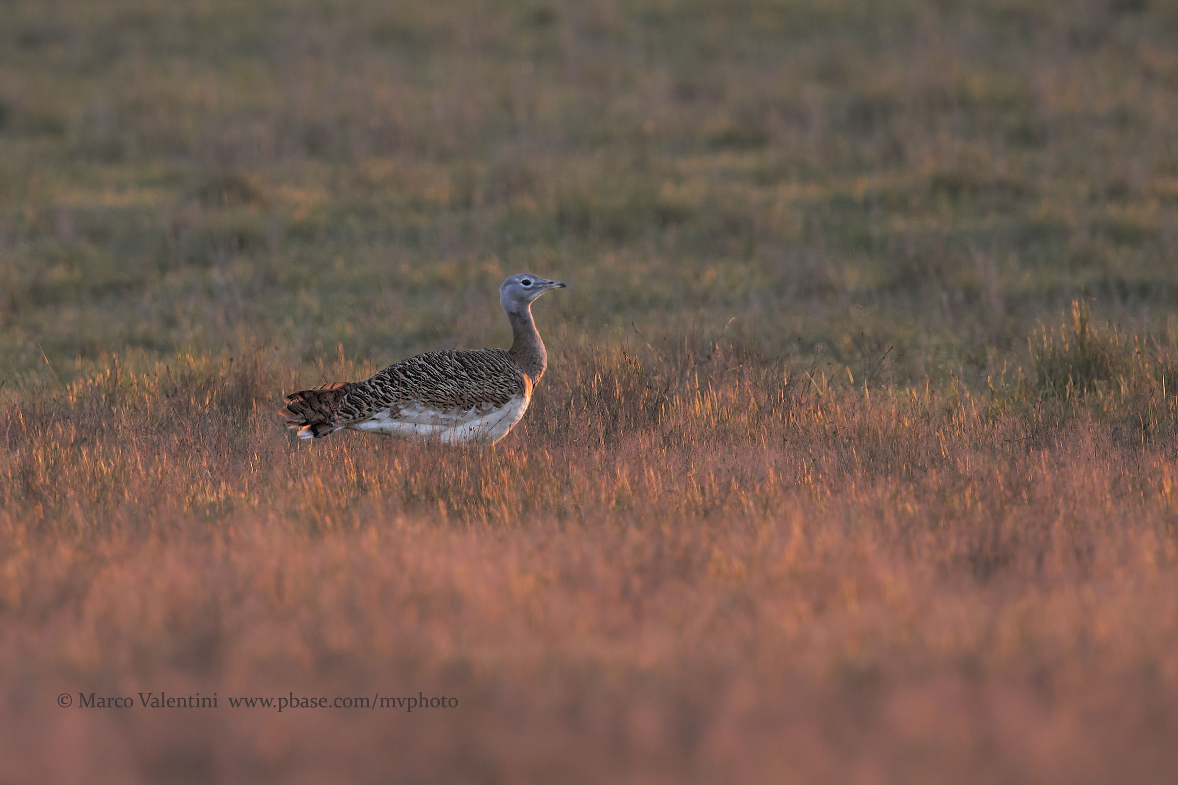 Bustard at first light