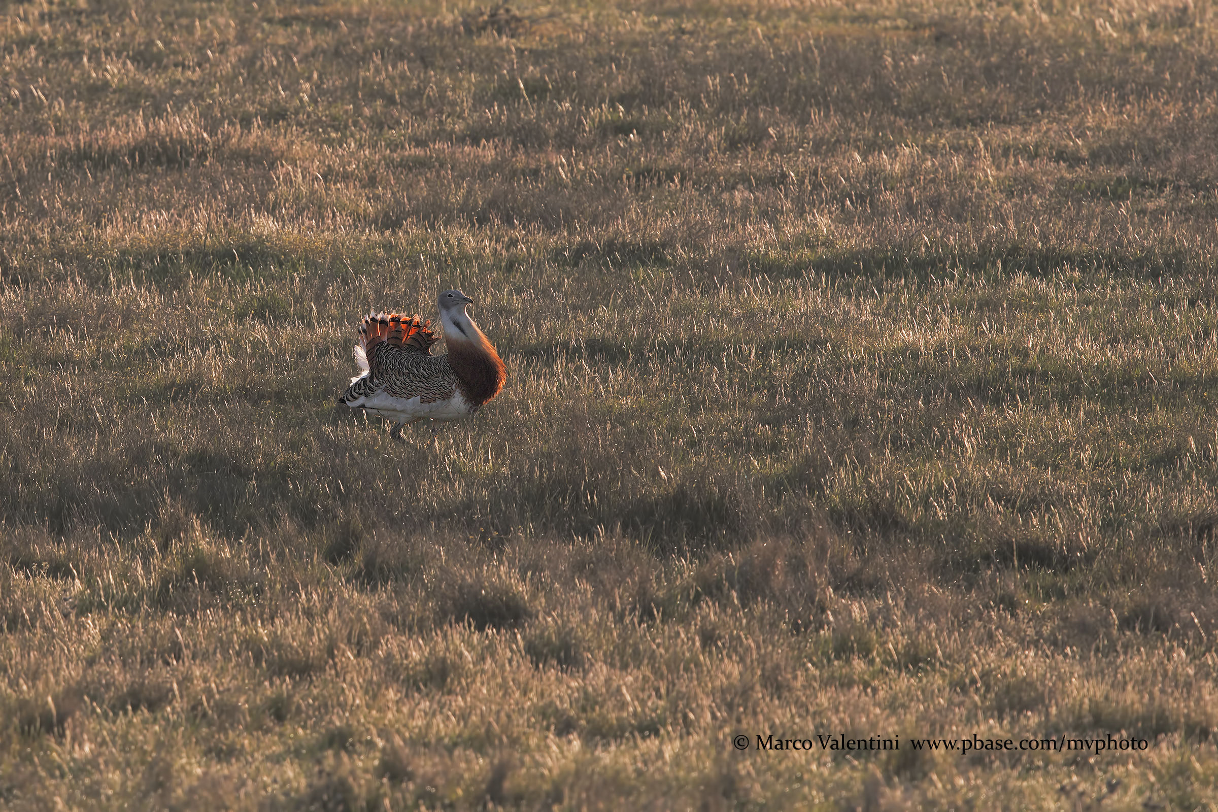 The great bustard and the light