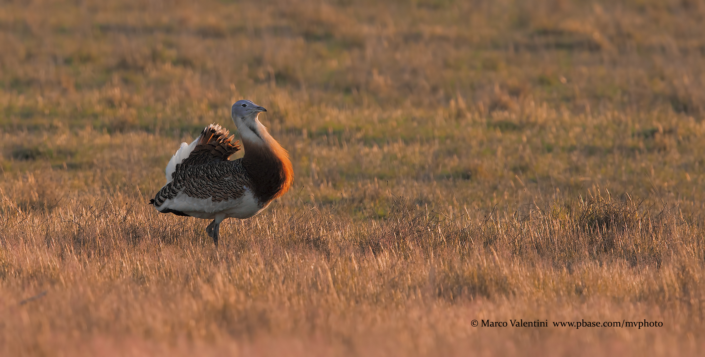 The beautiful monarch