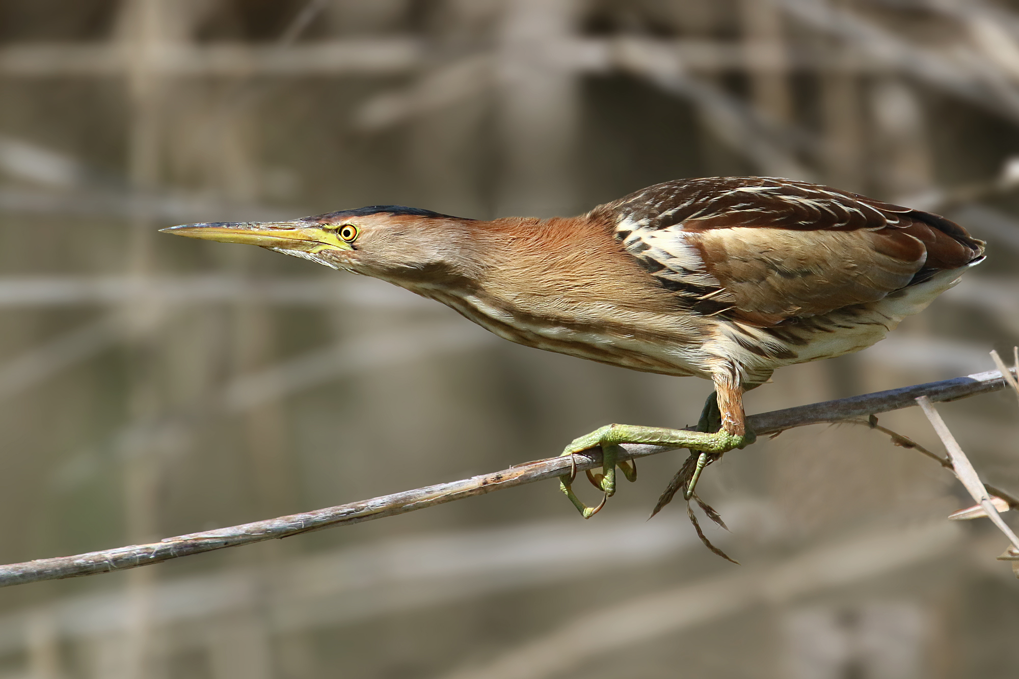 female Little Bittern