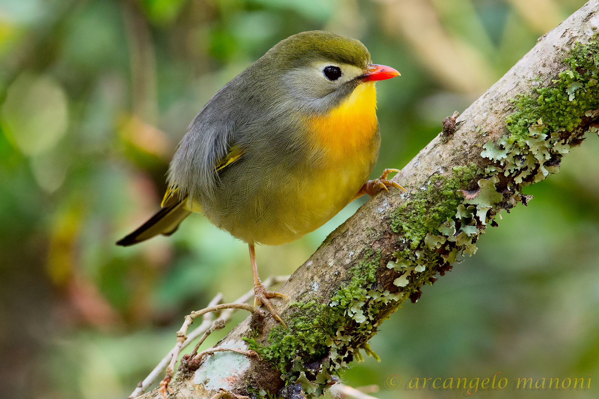 Un batuffolo di colore nel bosco