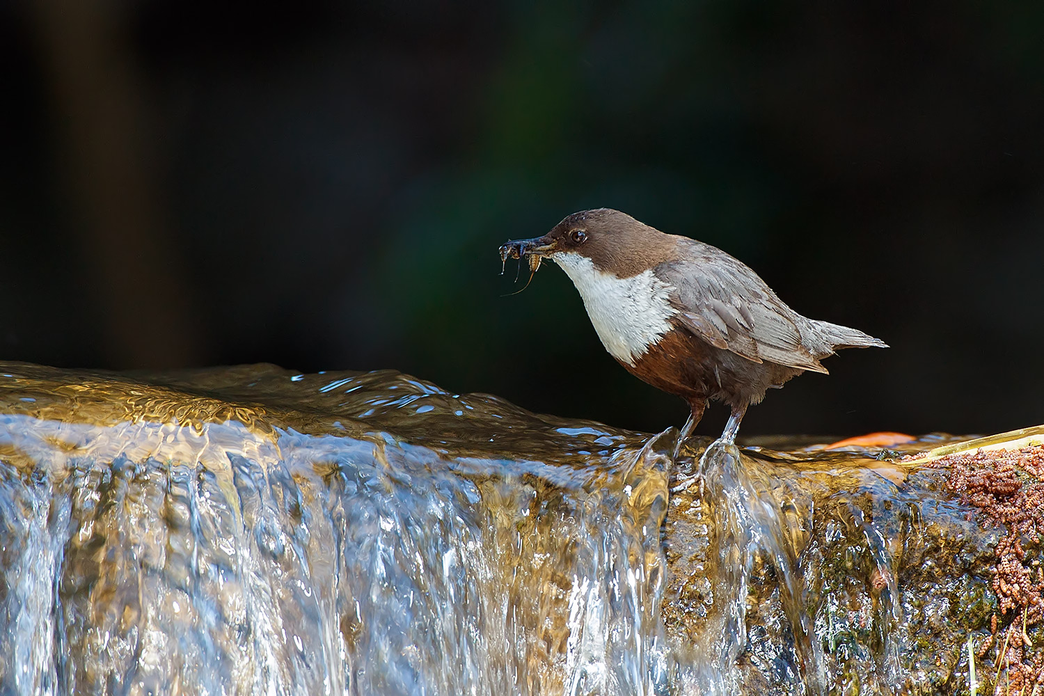 Dipper - Cinclus cinclus