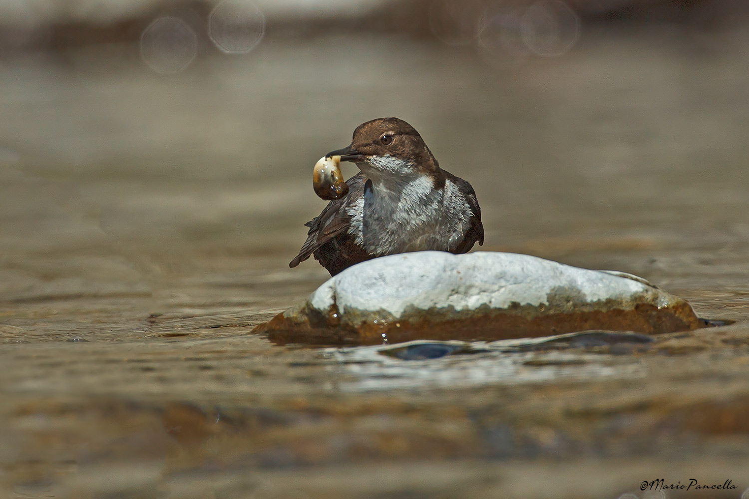 Dipper - Cinclus cinclus