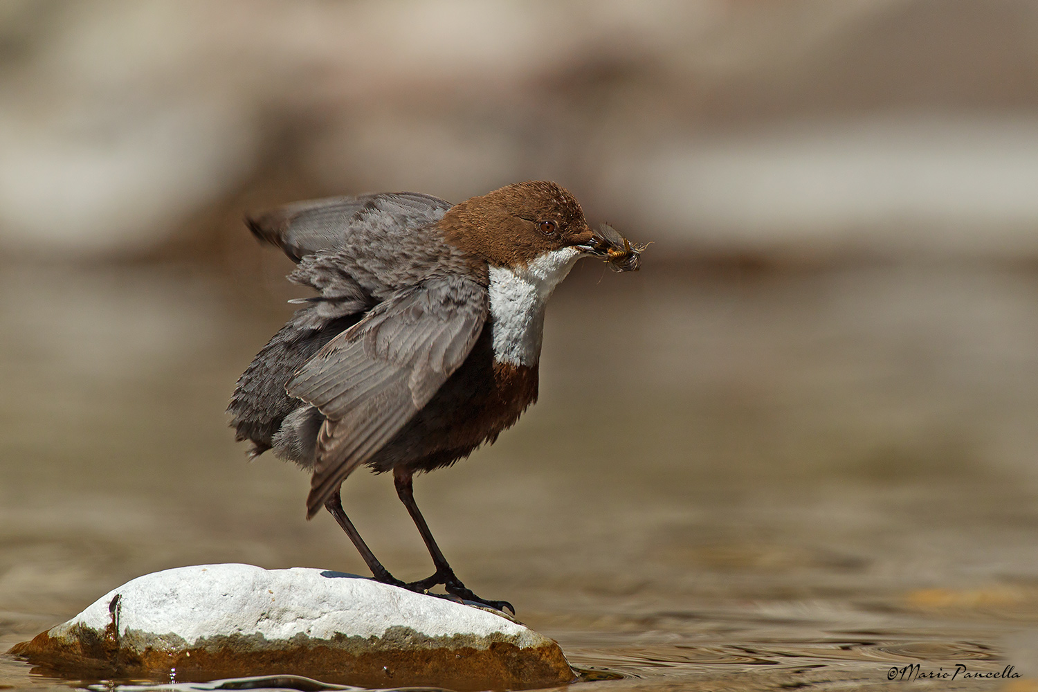 Merlo acquaiolo - Cinclus cinclus