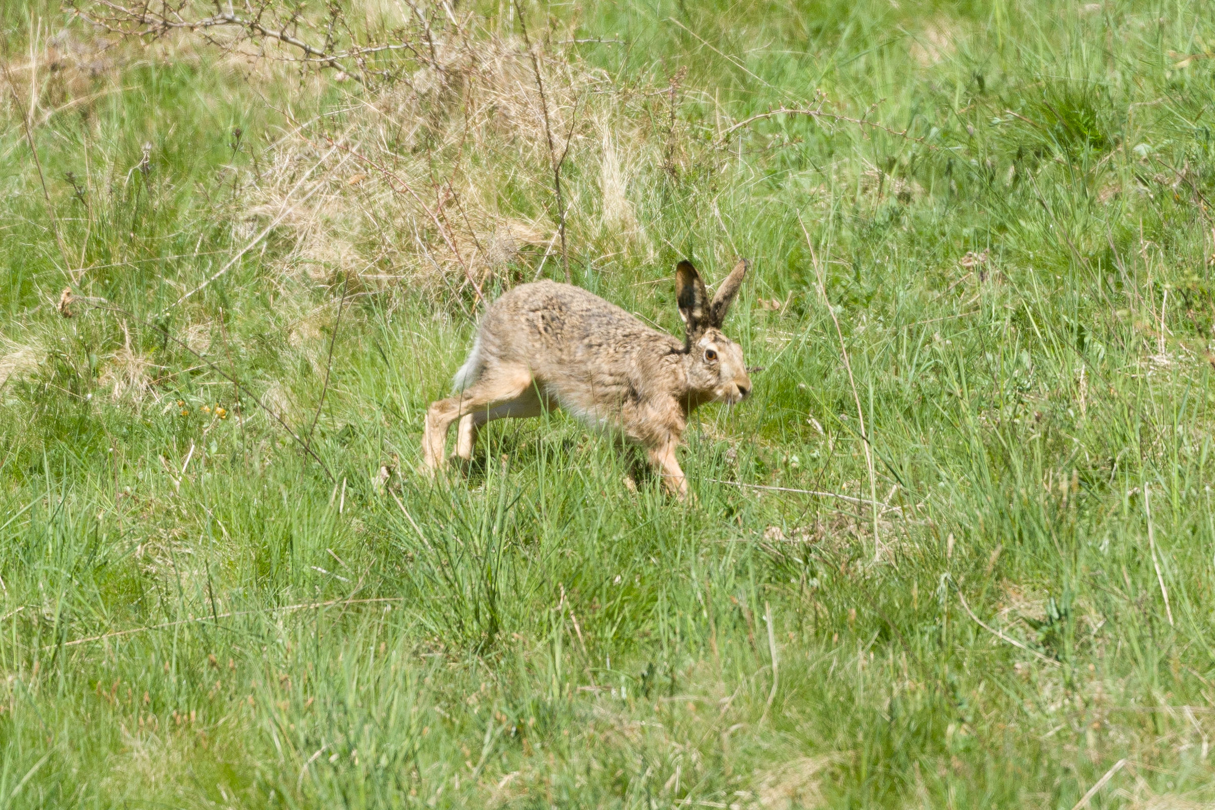 European Hare