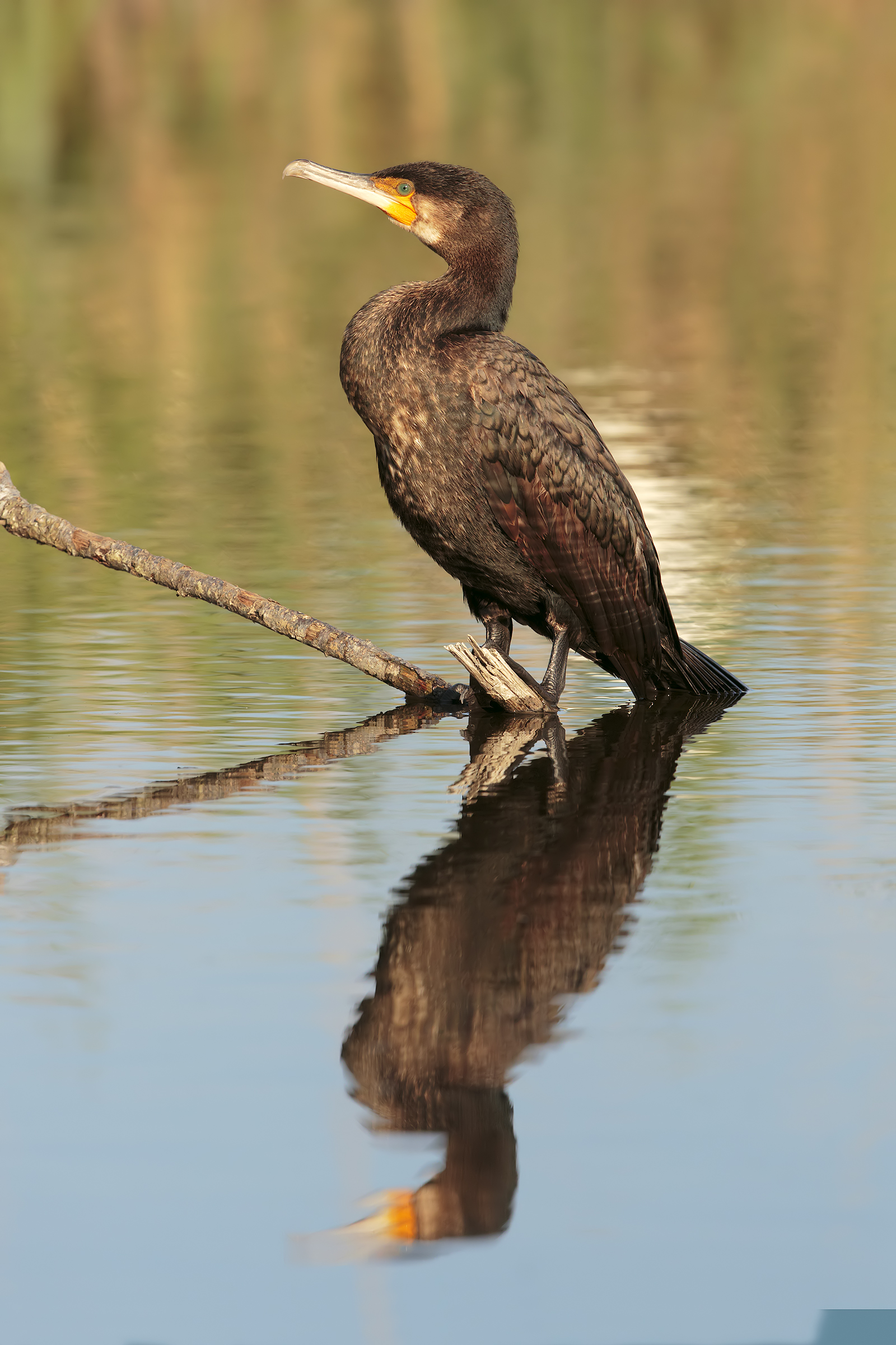 cormorant