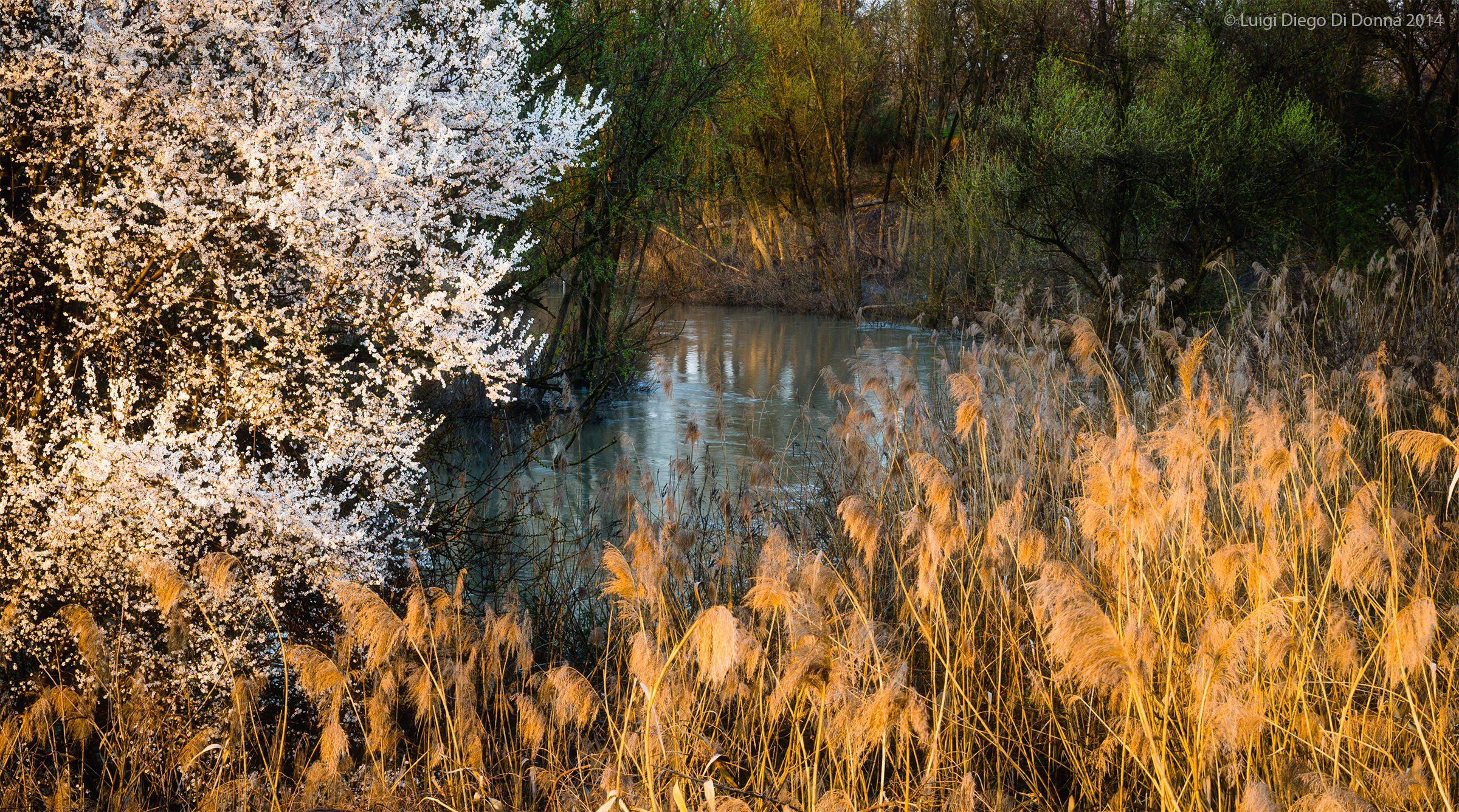 Spring on the shores Secchia