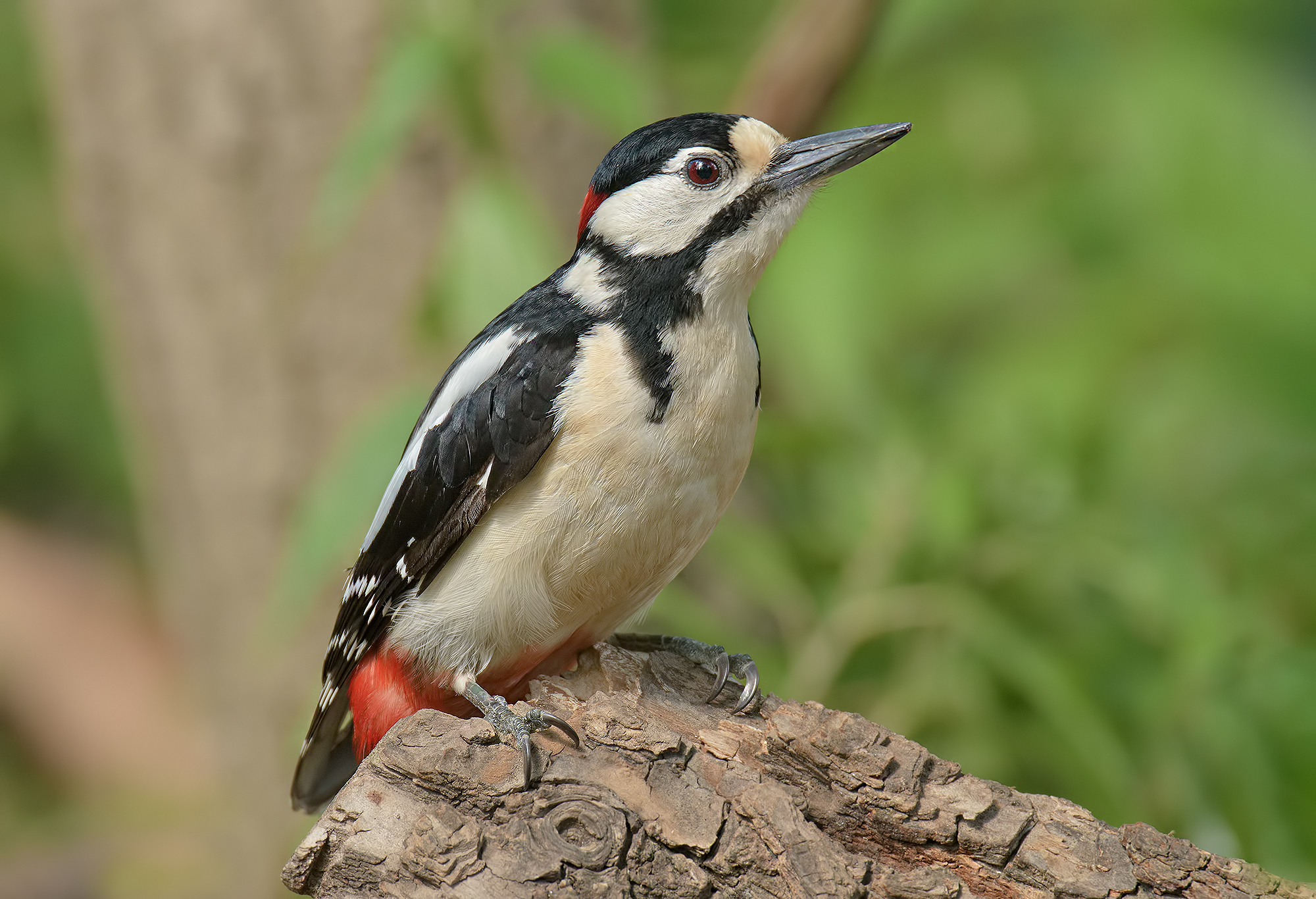 Great Spotted Woodpecker Male -Alpes Apuan.