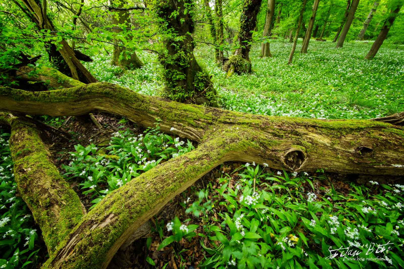 Wild Garlic Forest