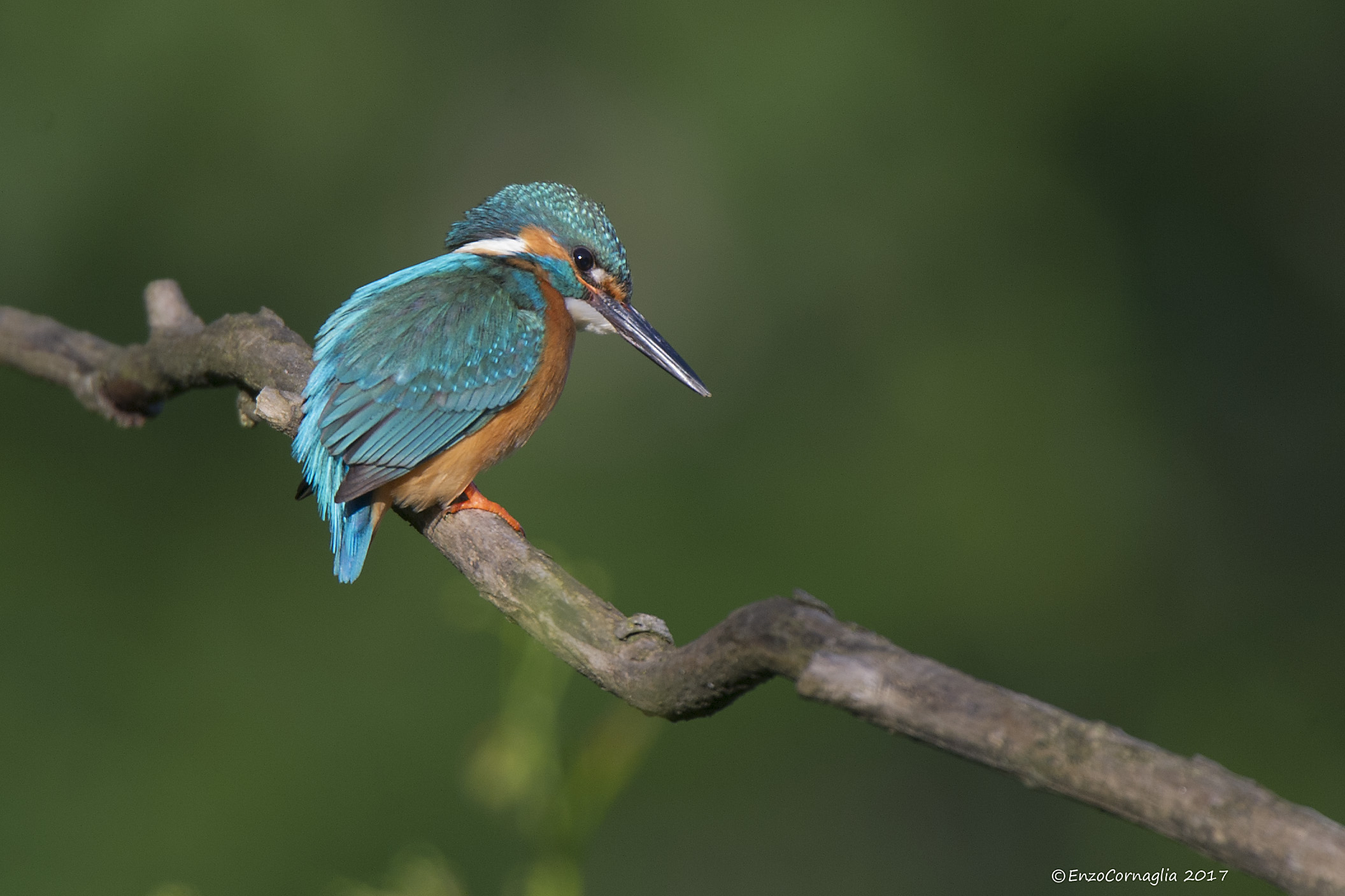 Kingfisher
