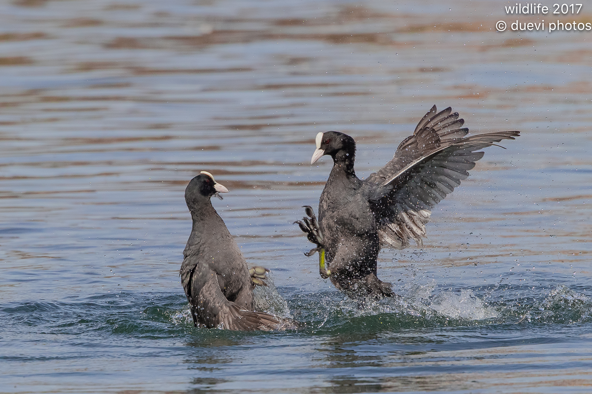 In the struggle ....