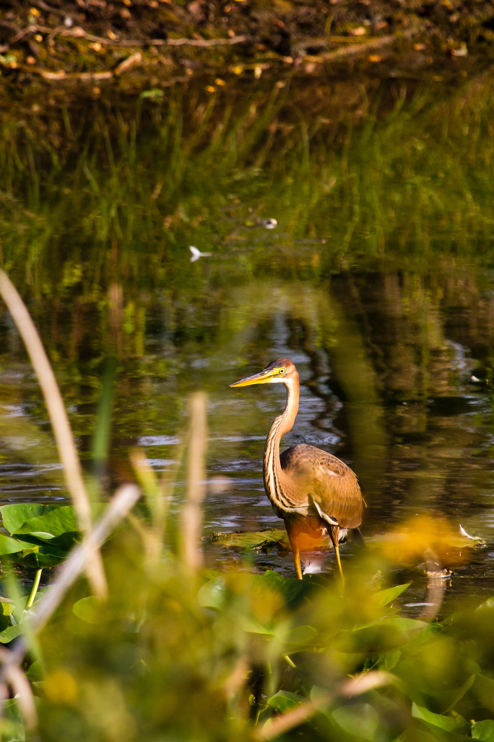 Giovane di Airone Rosso
