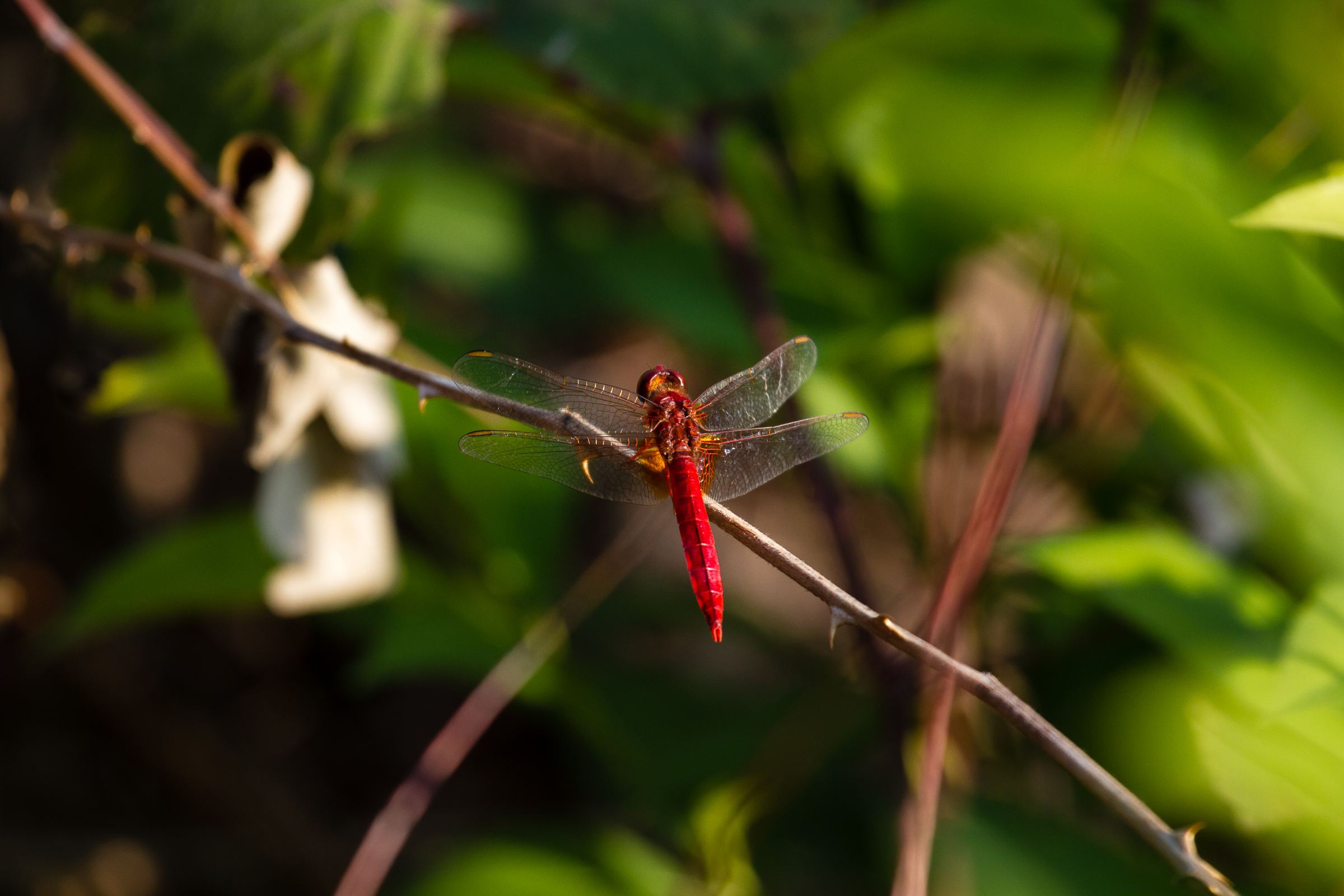 Libellula