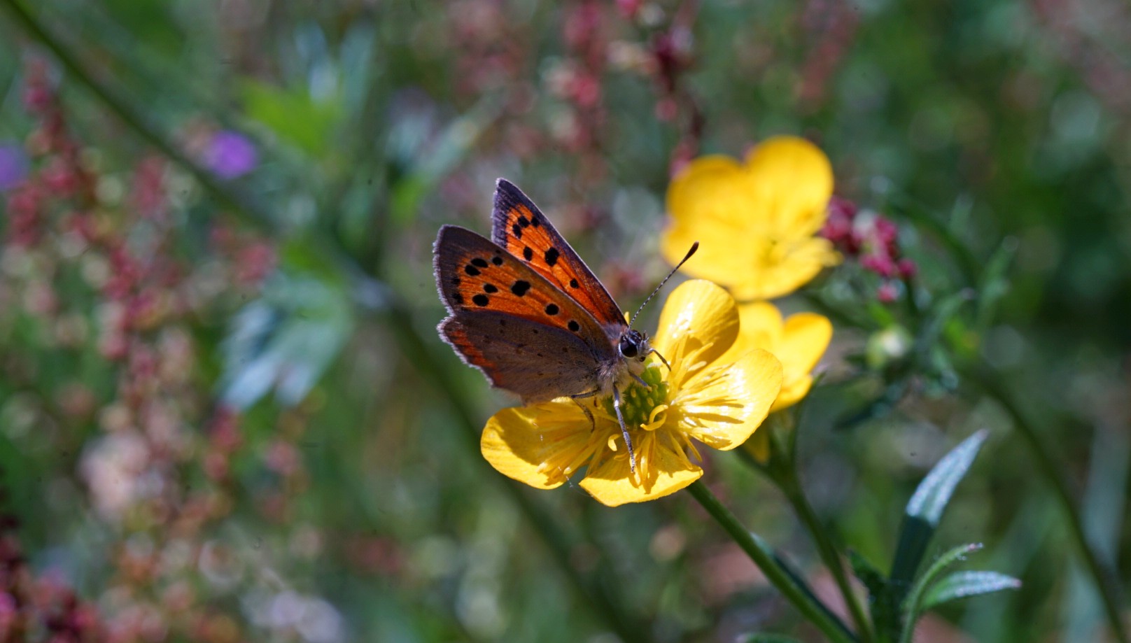 Sony A 7 with Canon New FD 50 macro