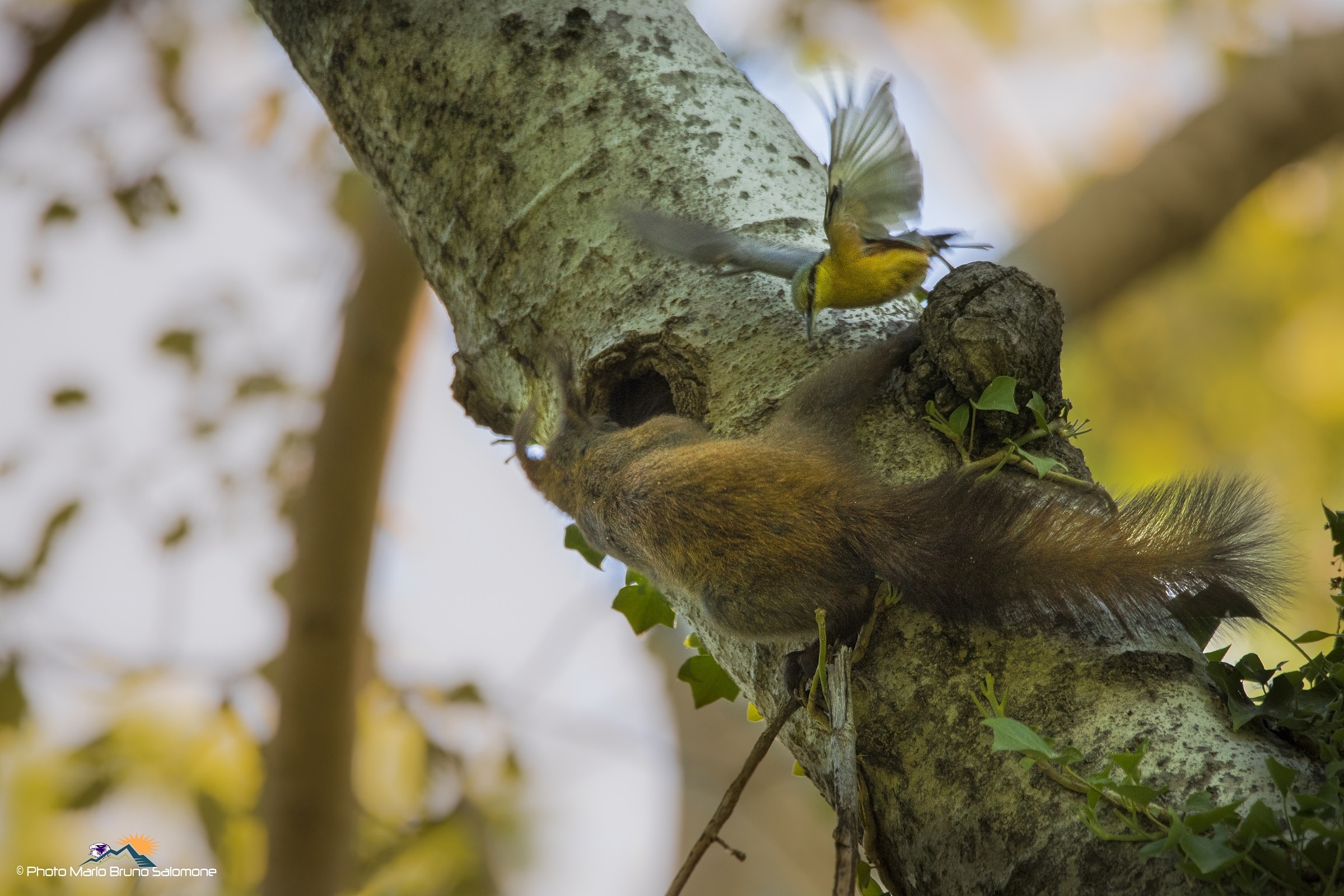 The defense of the nest.