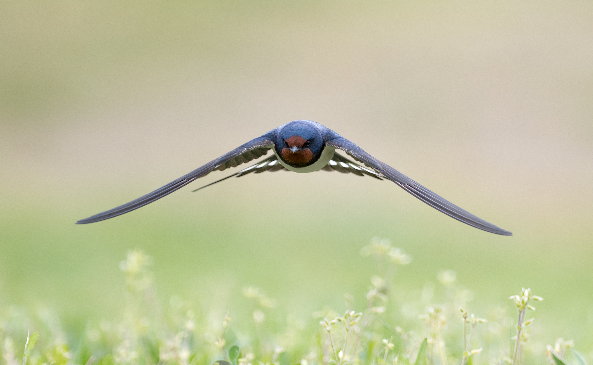 Barn Swallow